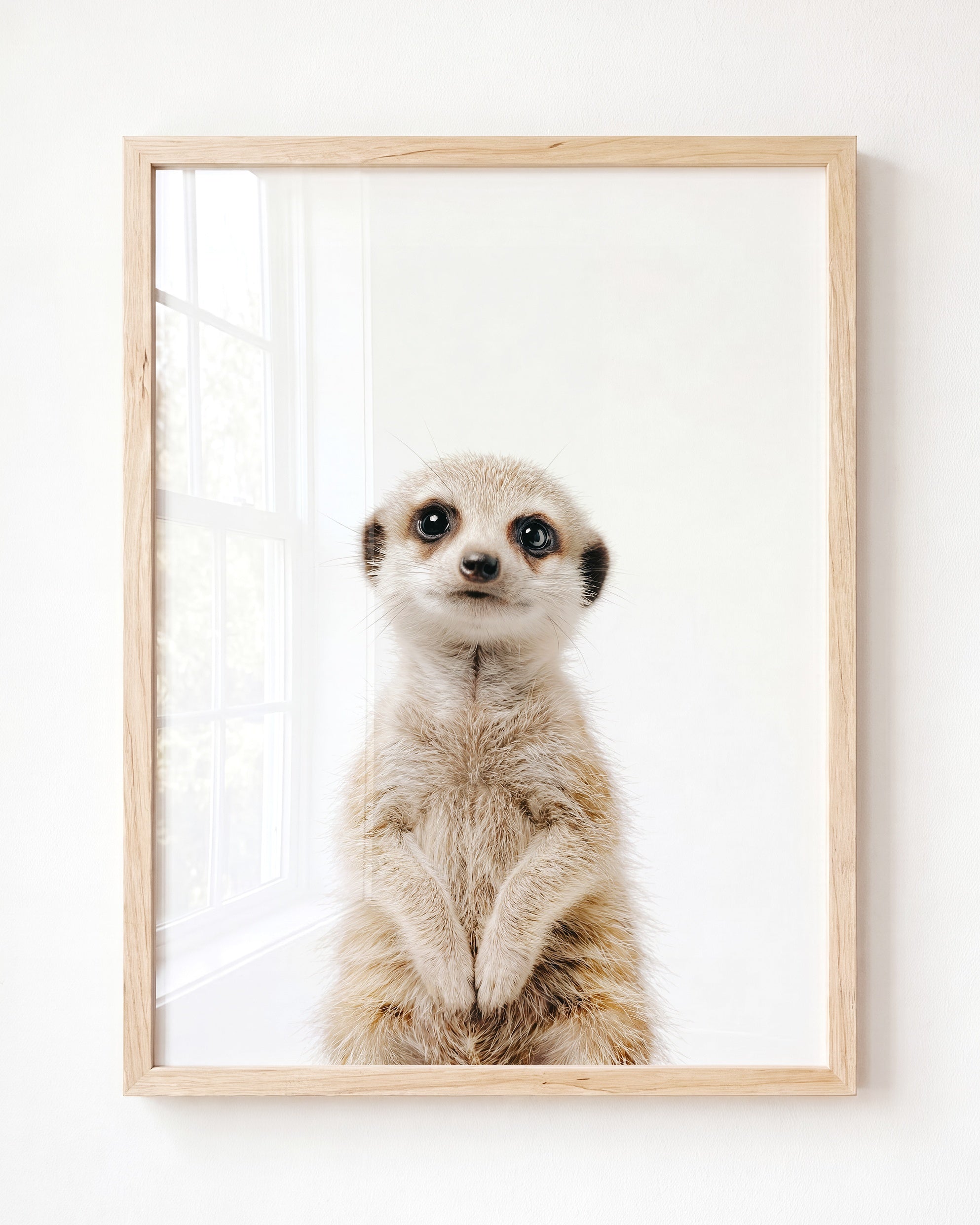 Baby Meerkat