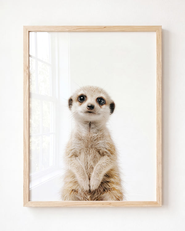 Baby Meerkat - Framed Art