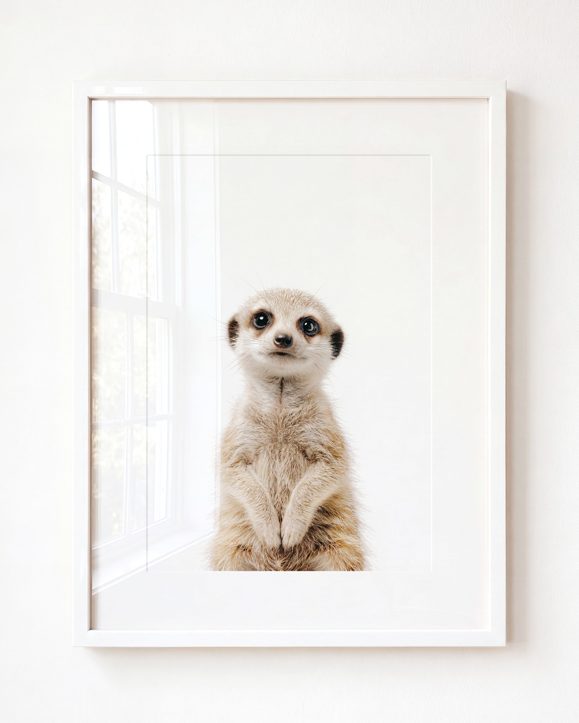 Baby Meerkat