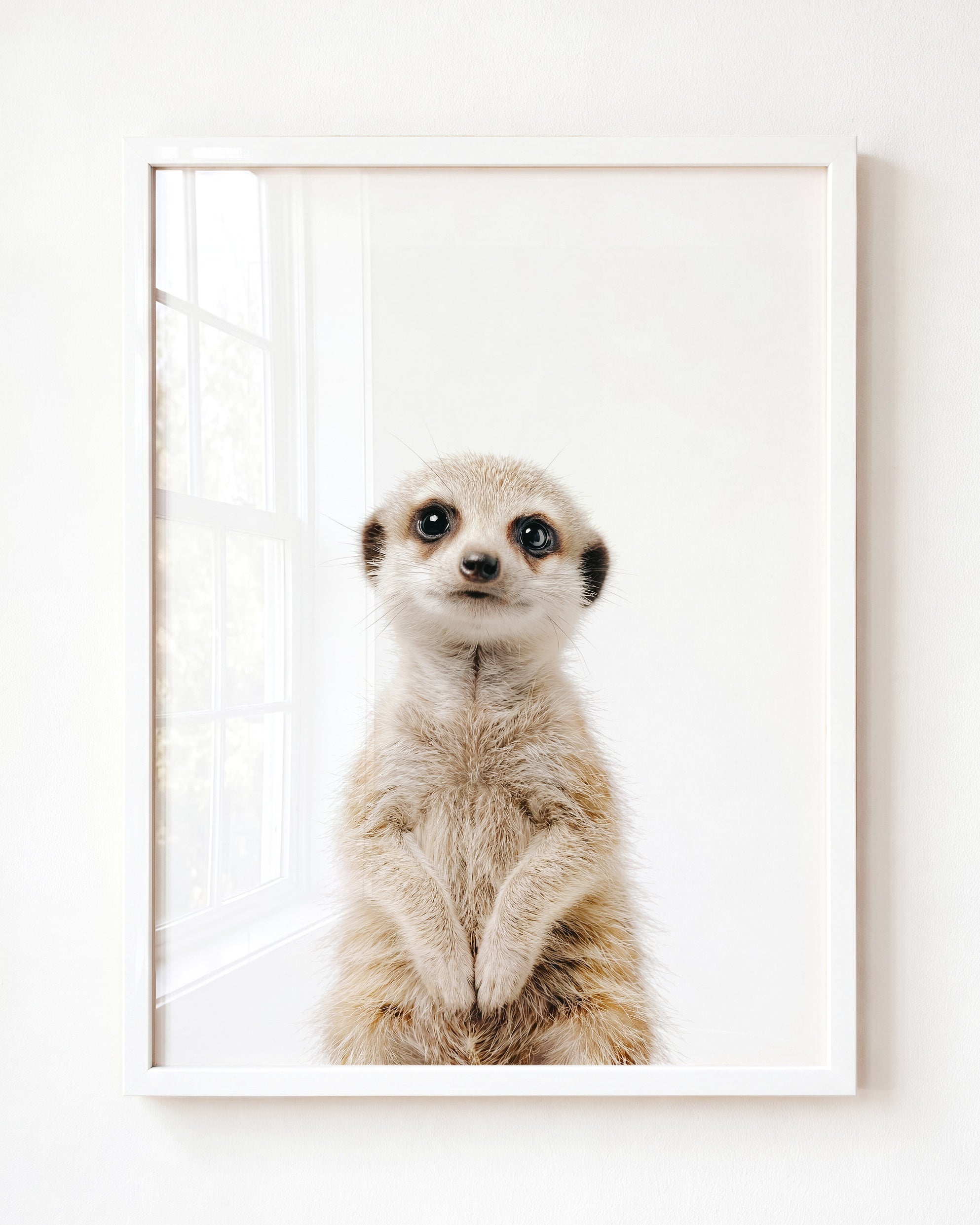 Baby Meerkat