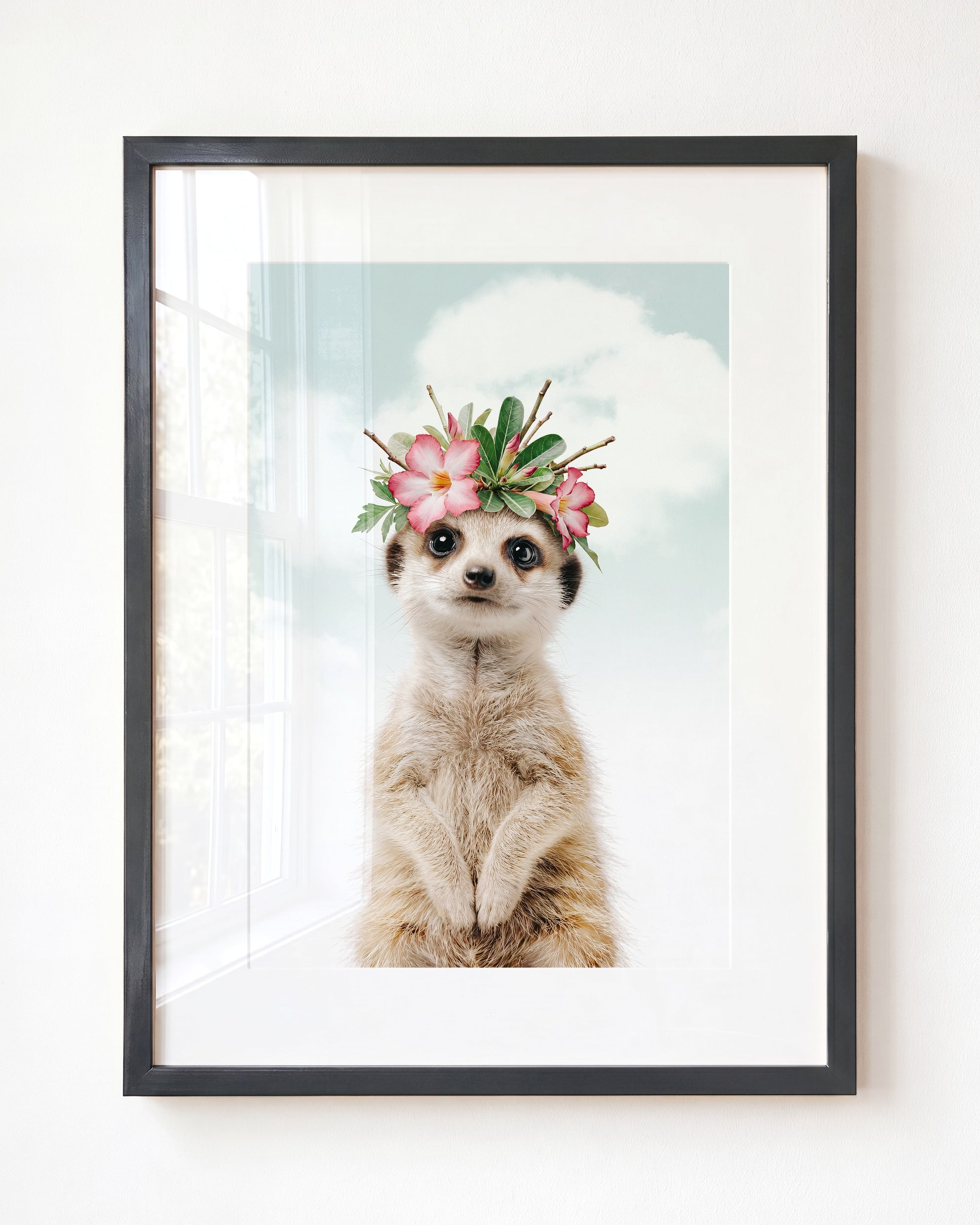 Baby Meerkat