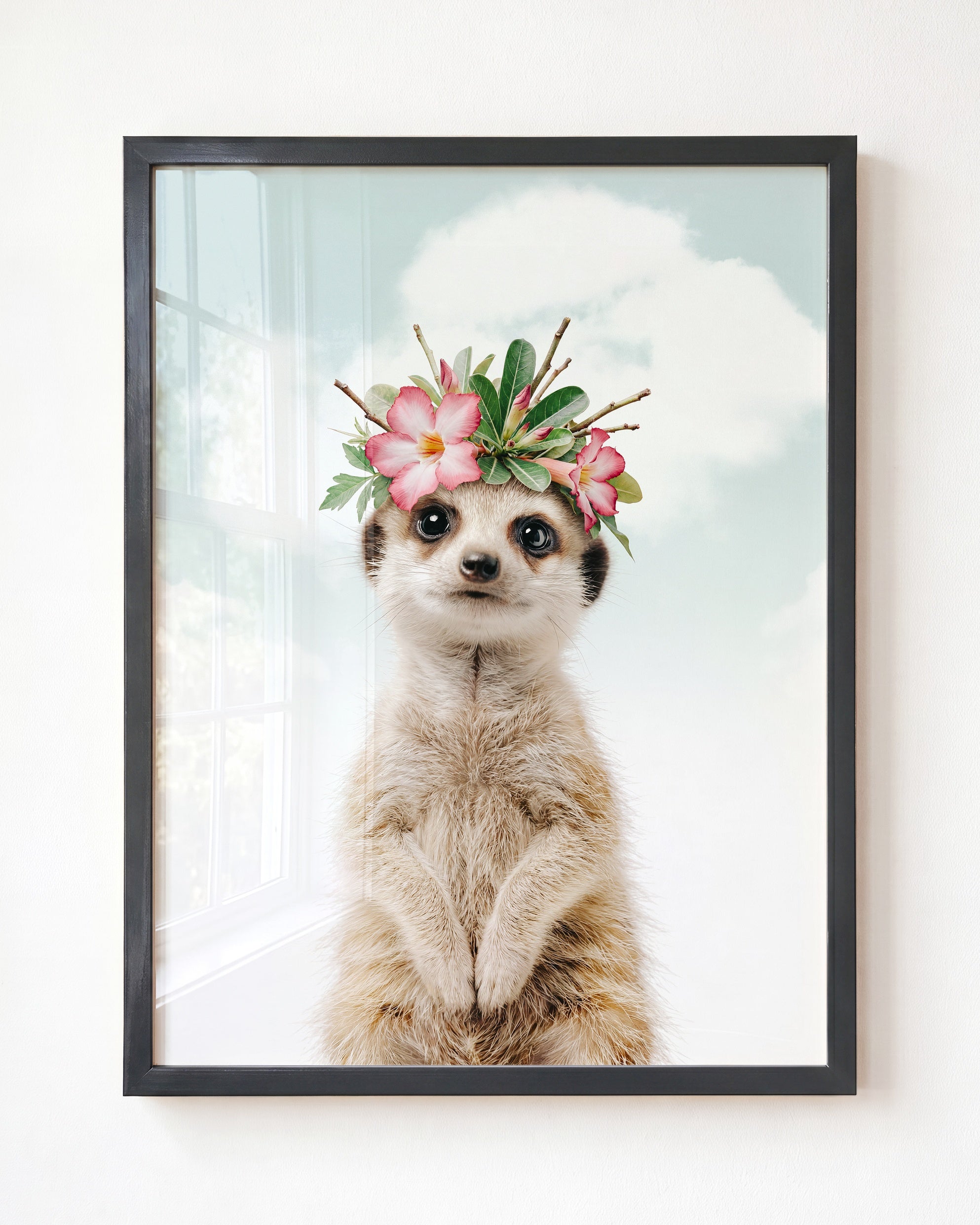 Baby Meerkat