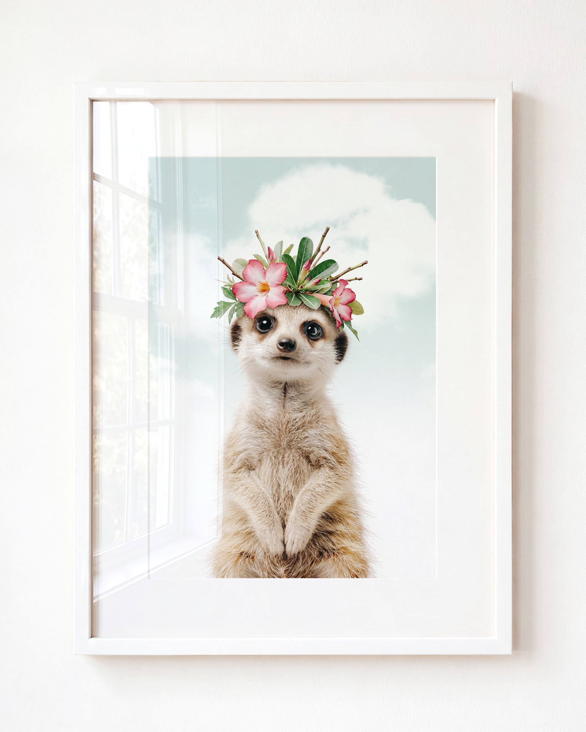 Baby Meerkat