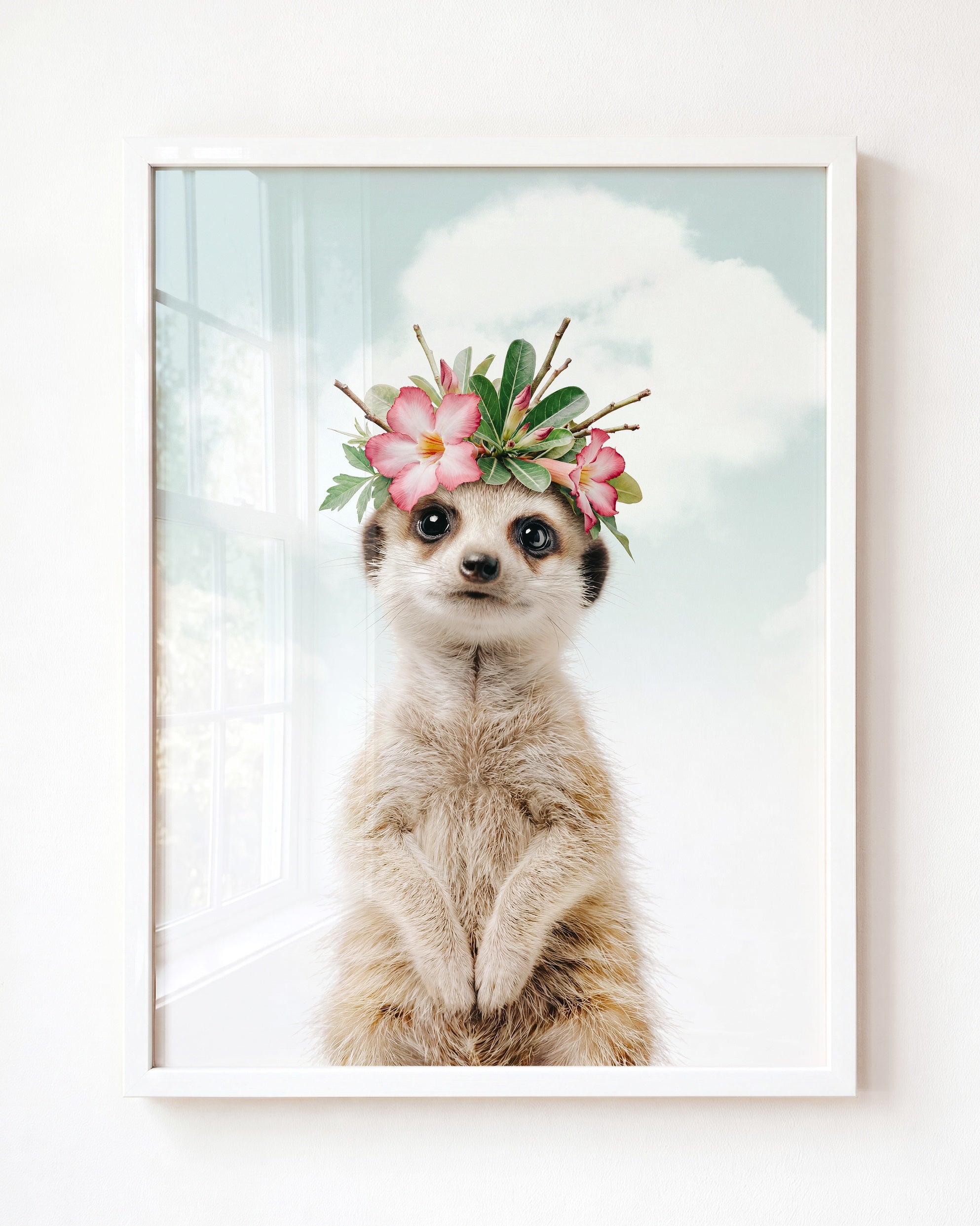 Baby Meerkat
