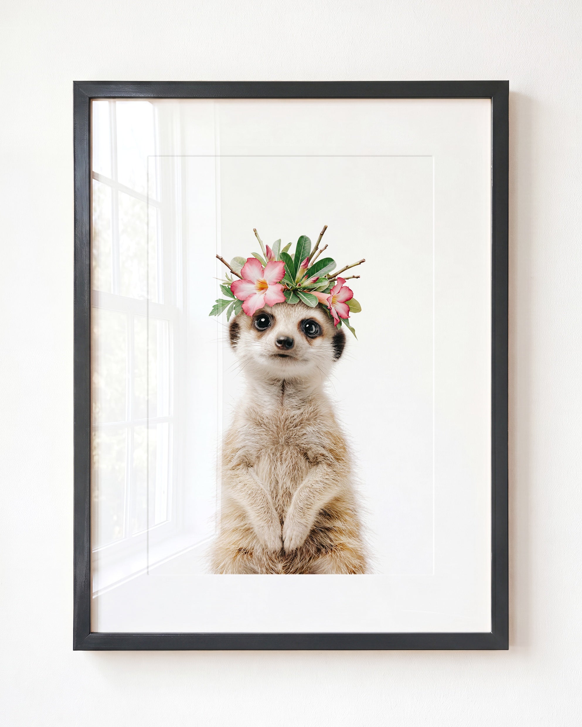 Baby Meerkat