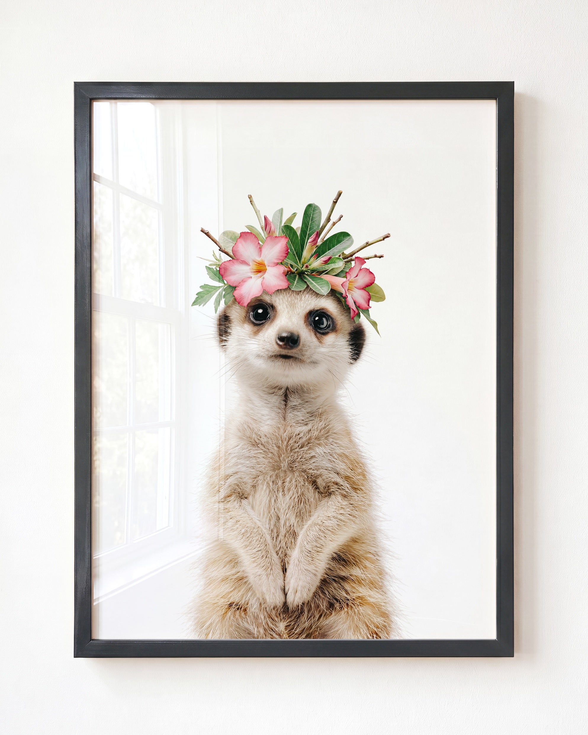 Baby Meerkat