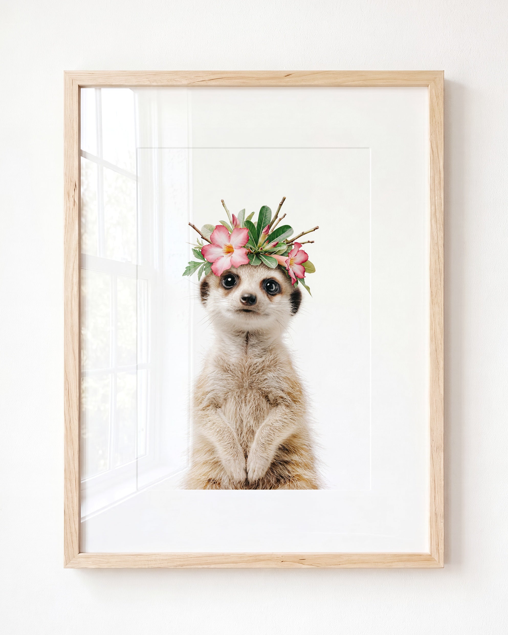 Baby Meerkat