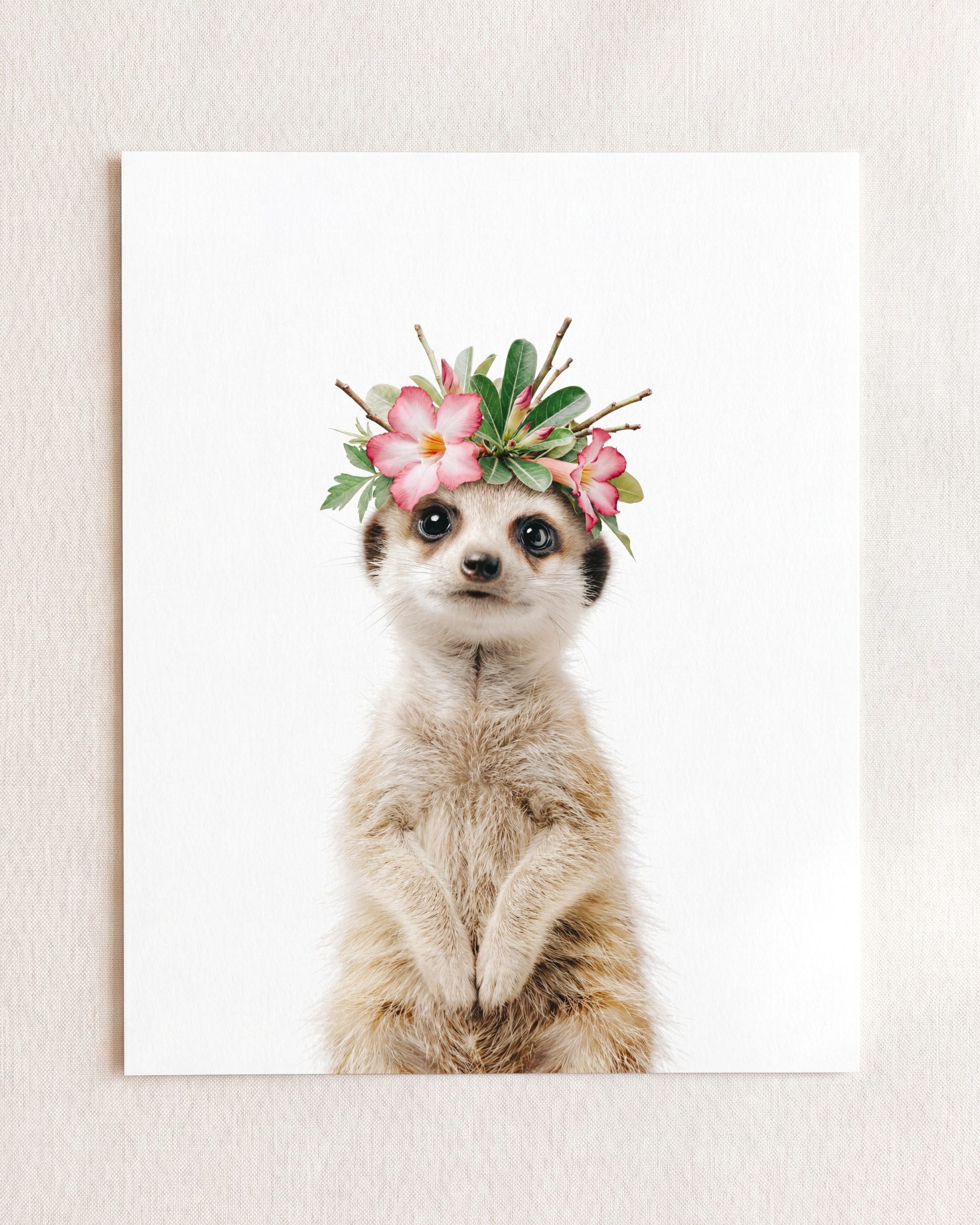 Baby Meerkat