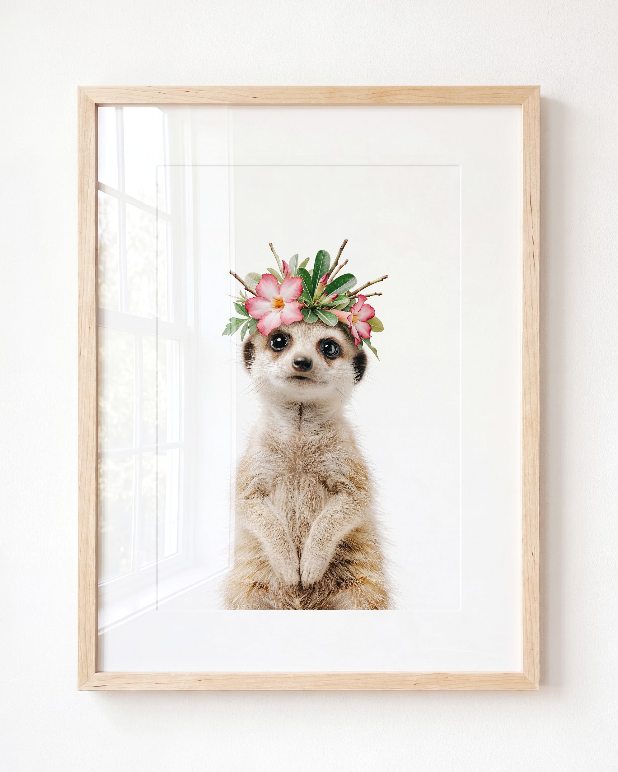 Baby Meerkat