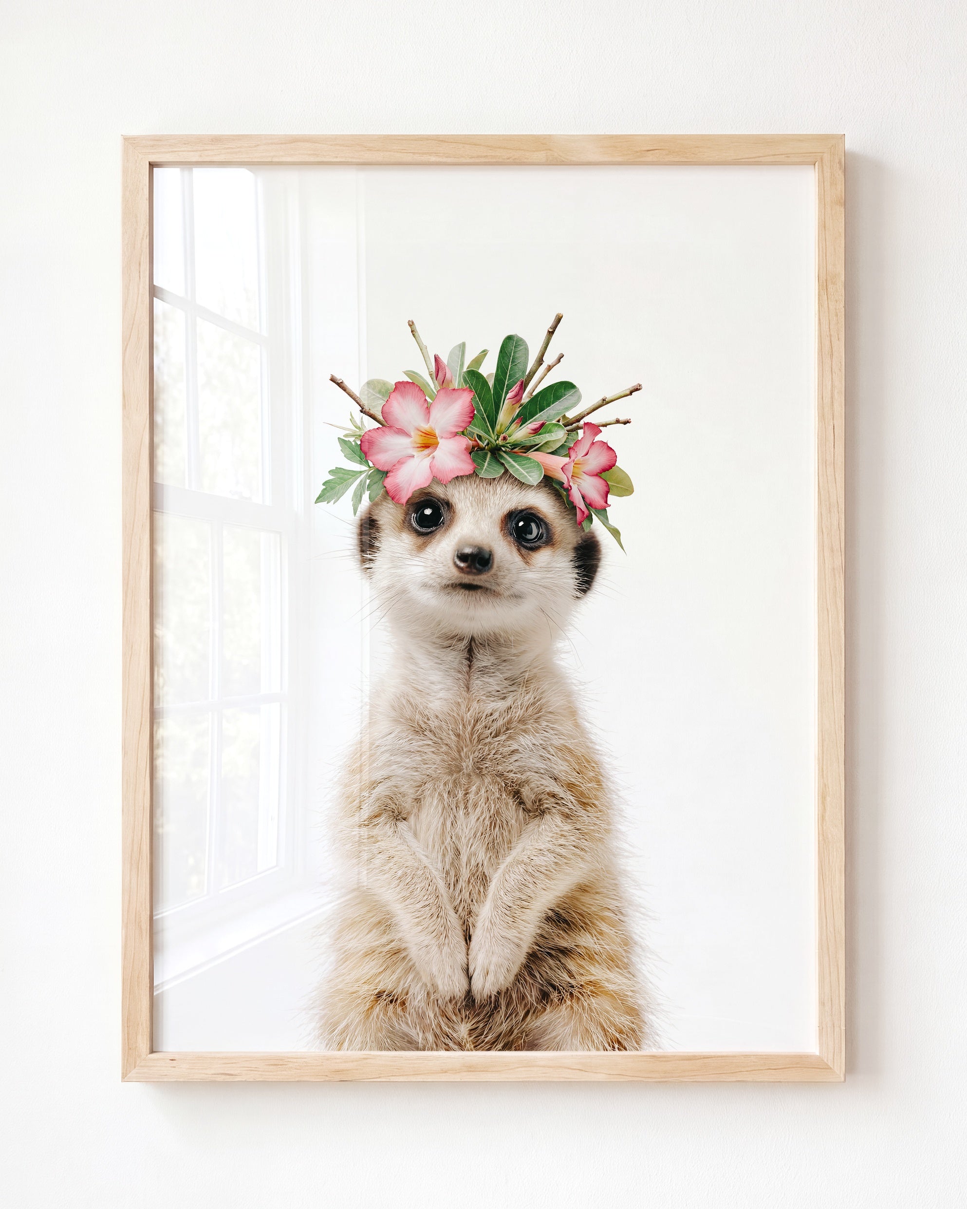 Baby Meerkat