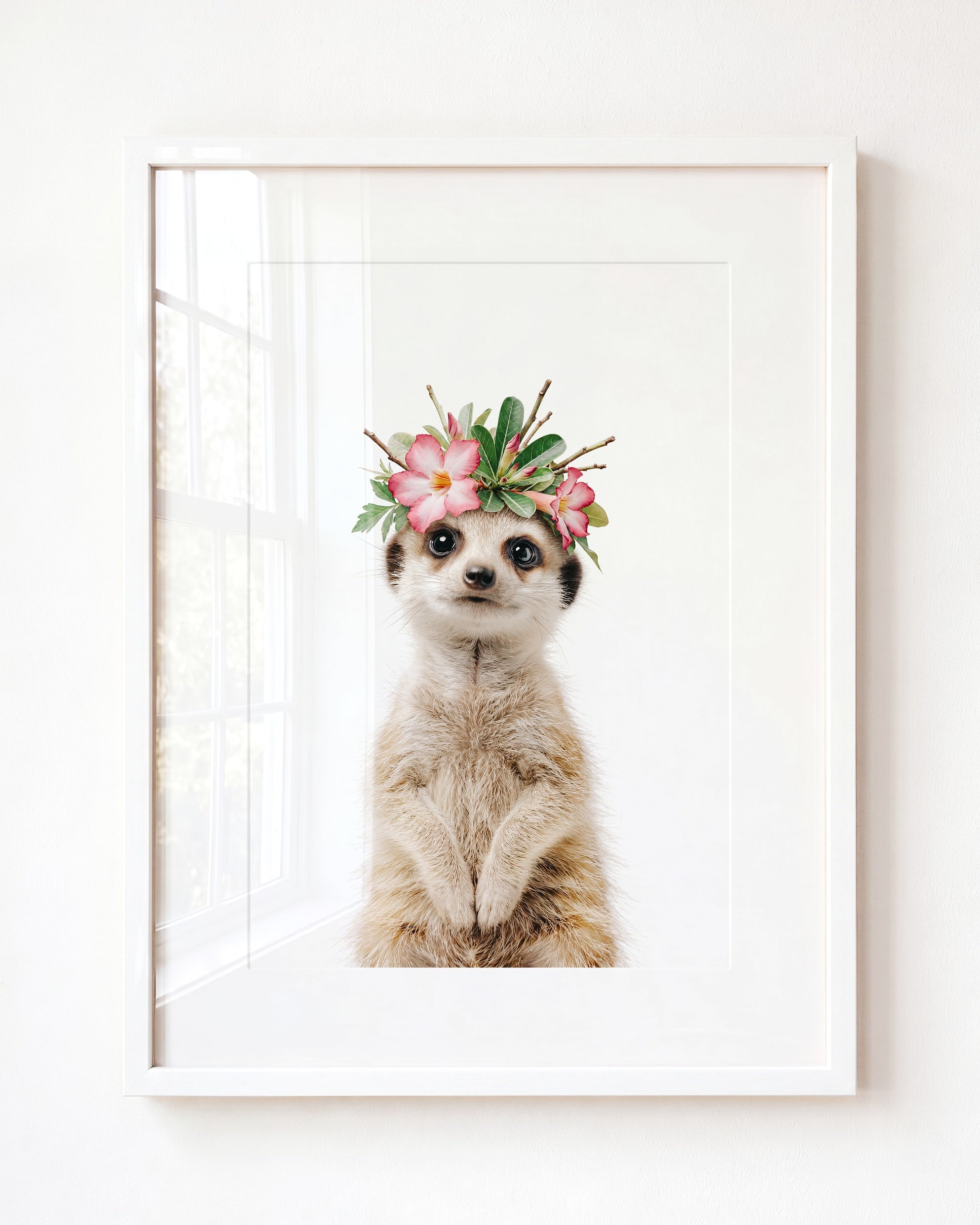 Baby Meerkat