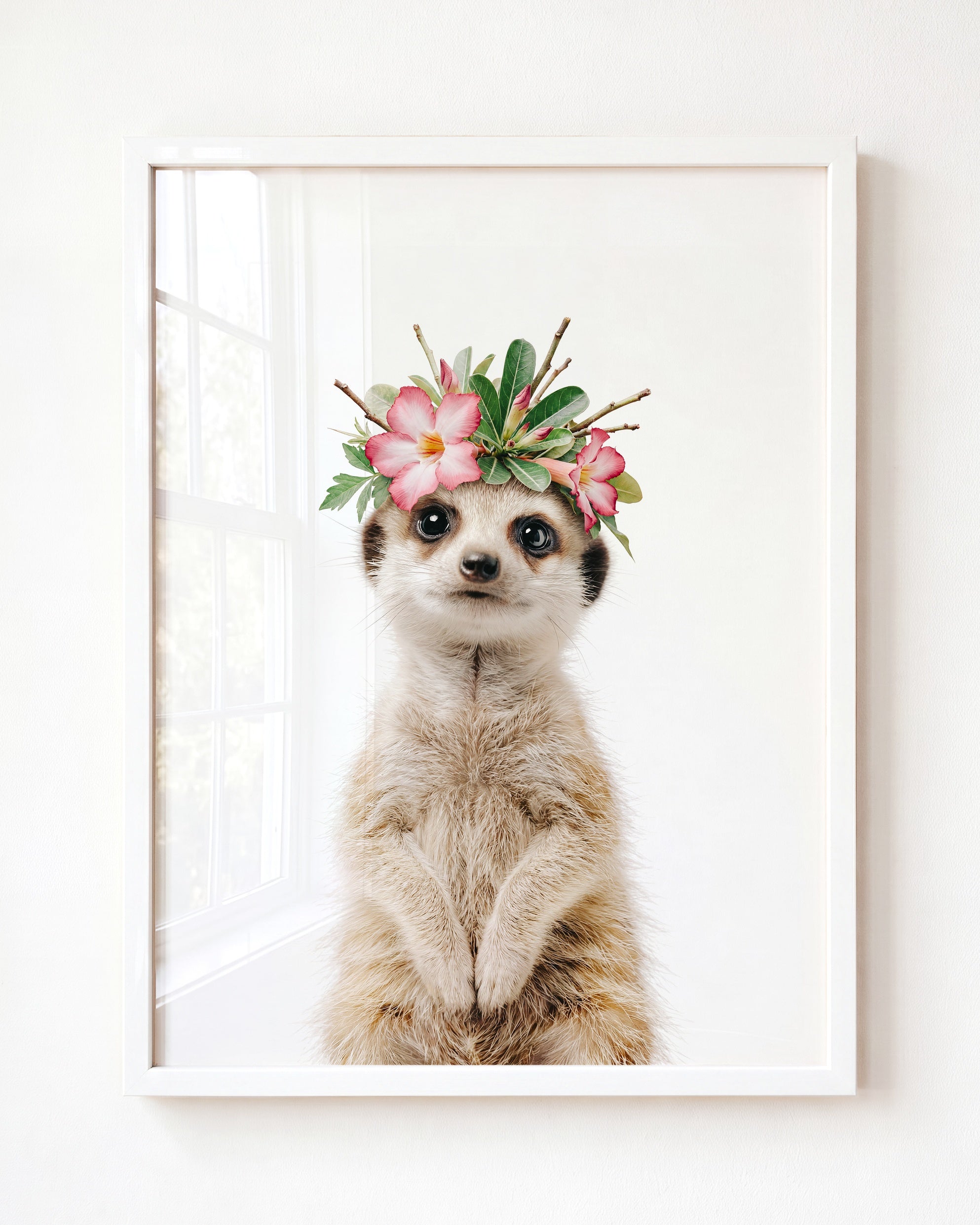 Baby Meerkat