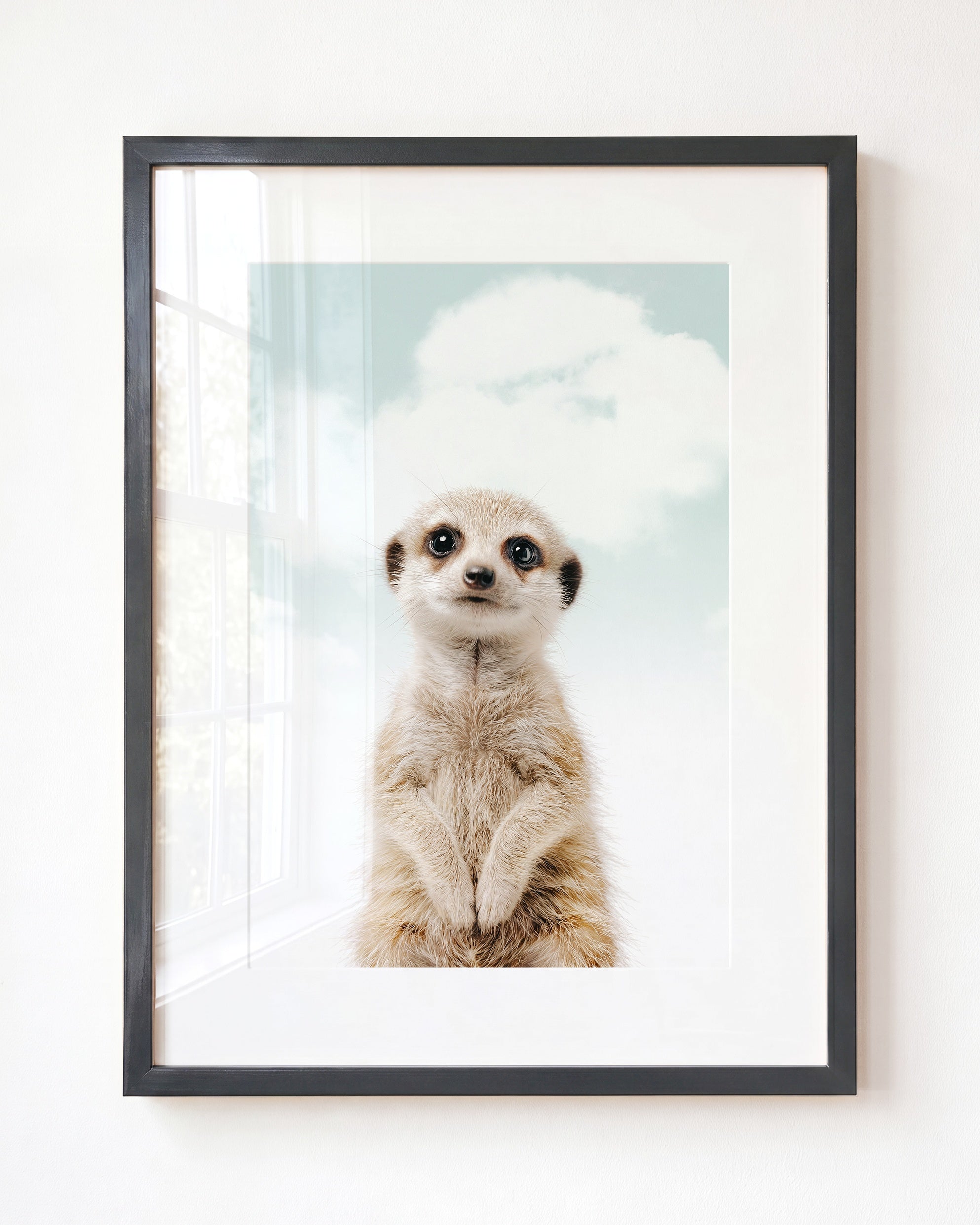 Baby Meerkat
