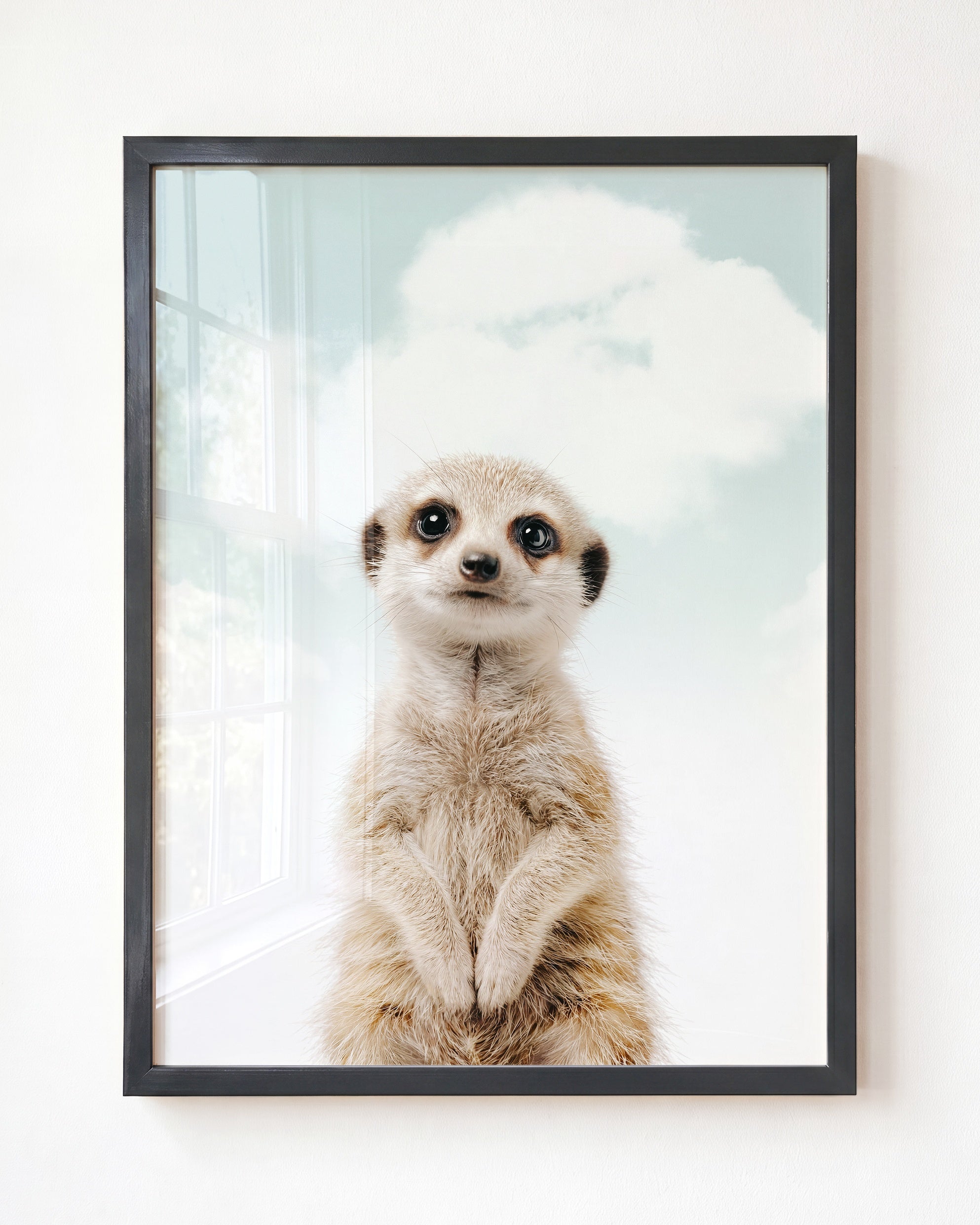 Baby Meerkat