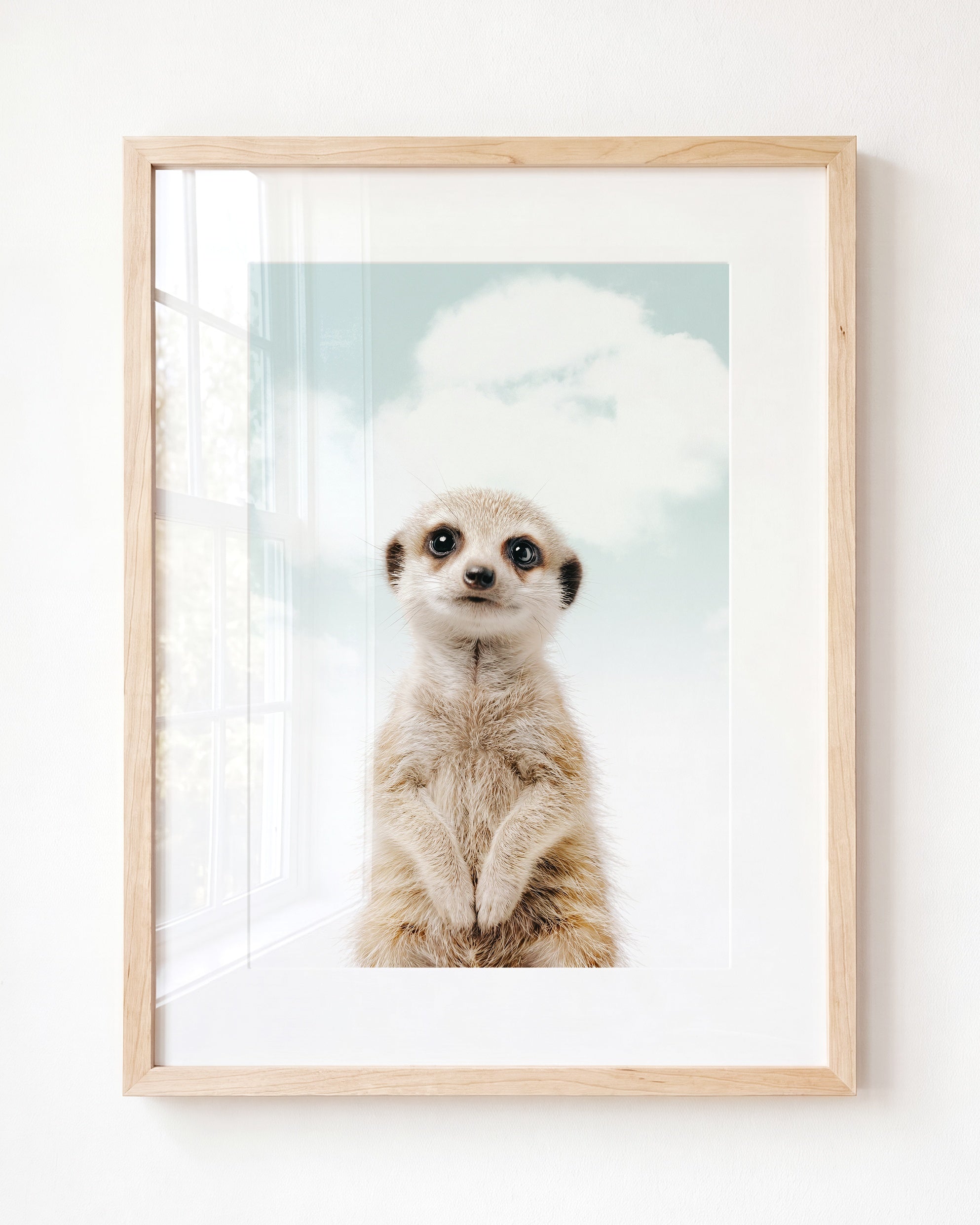 Baby Meerkat