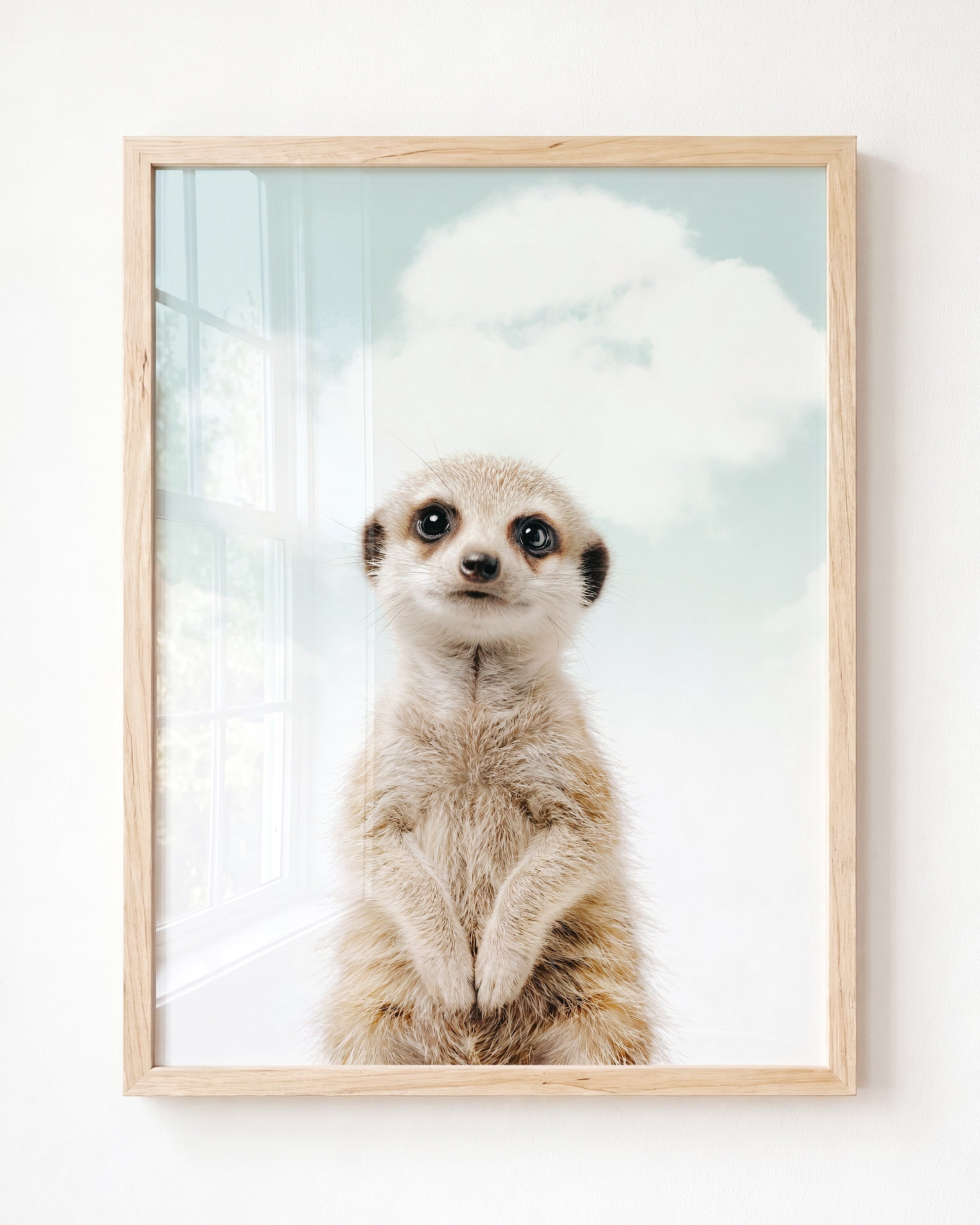 Baby Meerkat