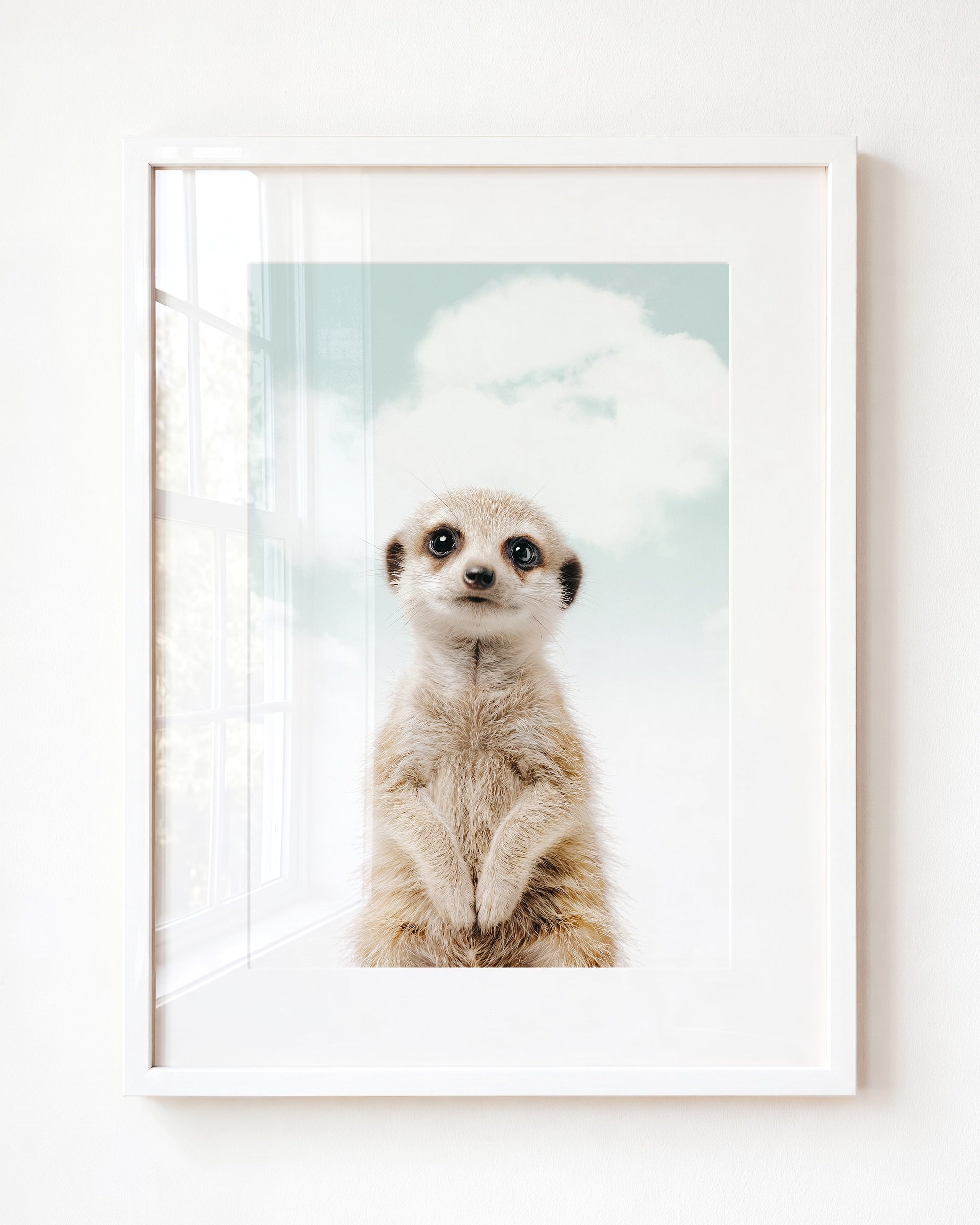 Baby Meerkat