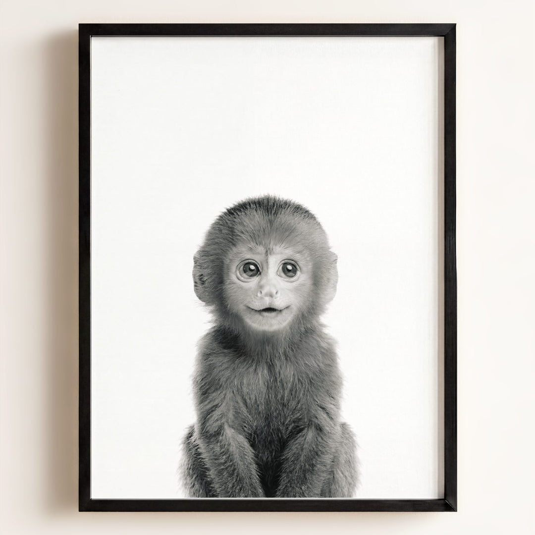 Baby Monkey