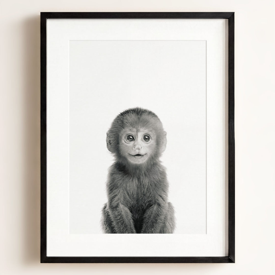 Baby Monkey