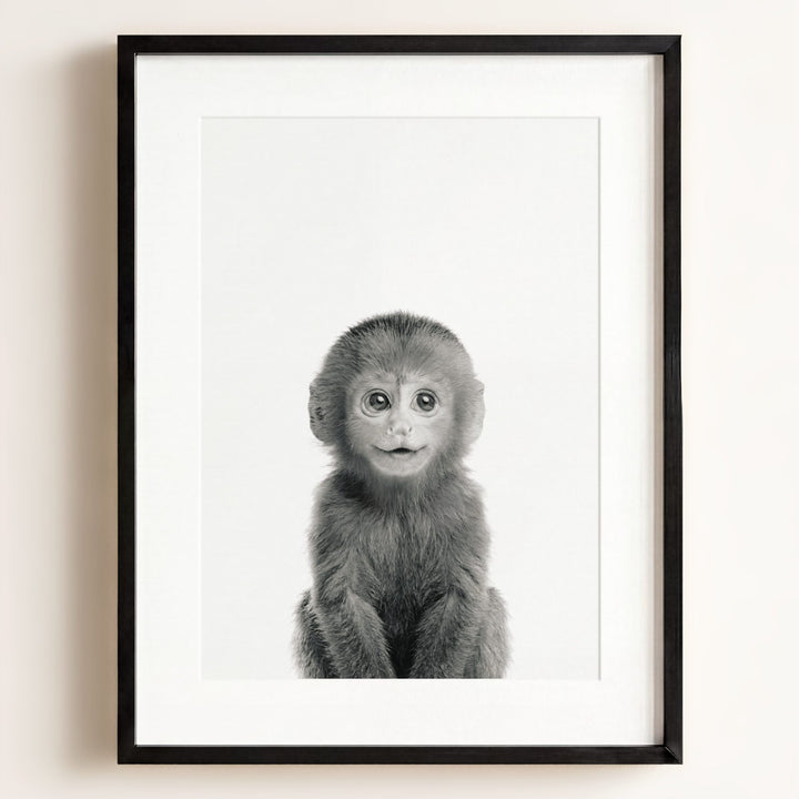 Baby Monkey