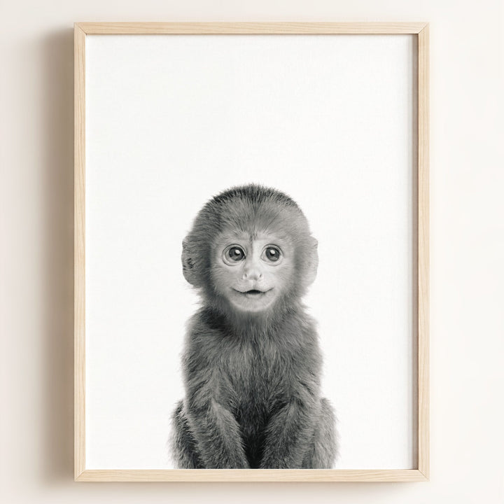 Baby Monkey
