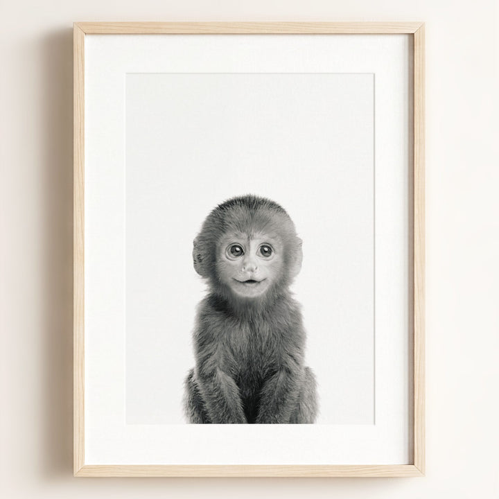 Baby Monkey