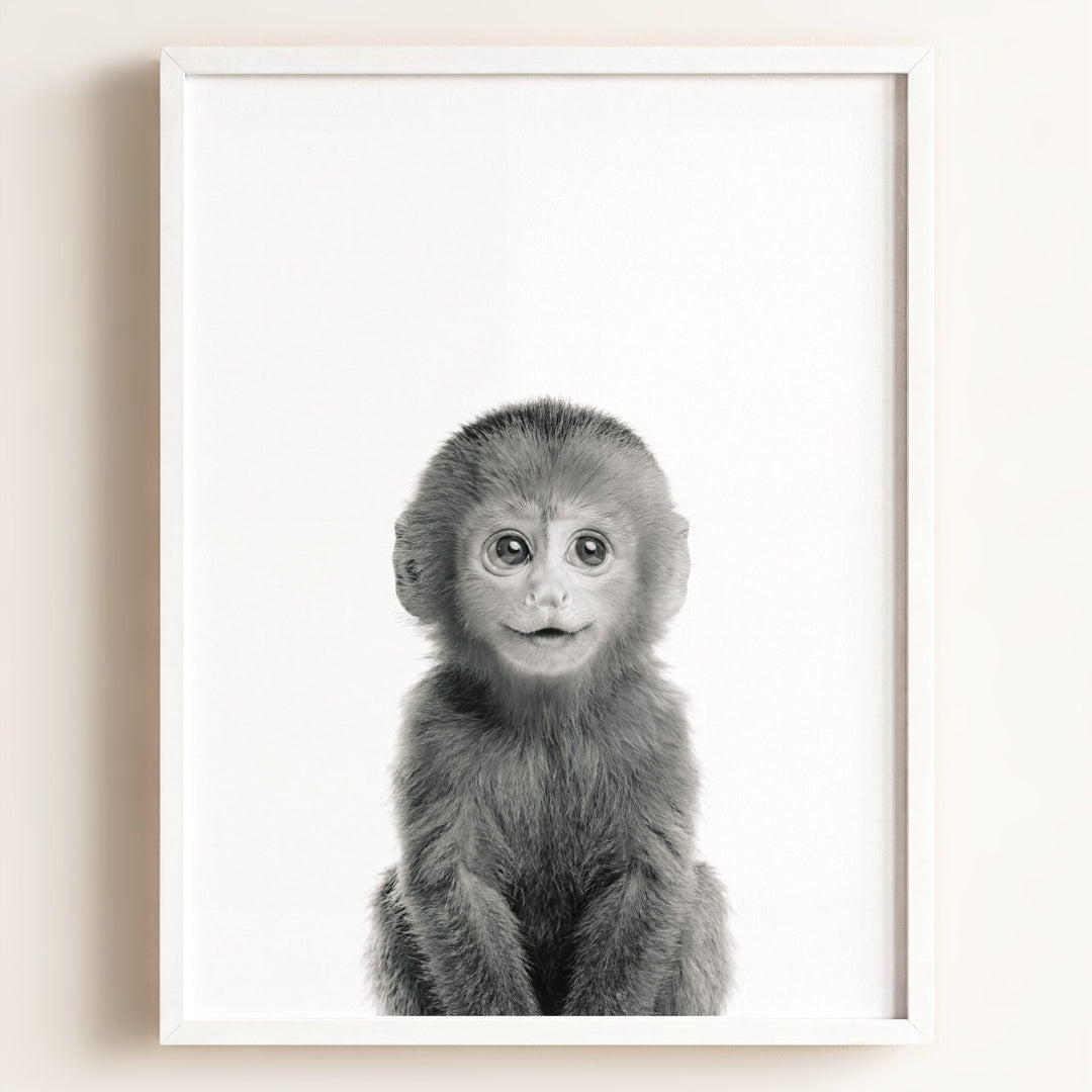 Baby Monkey