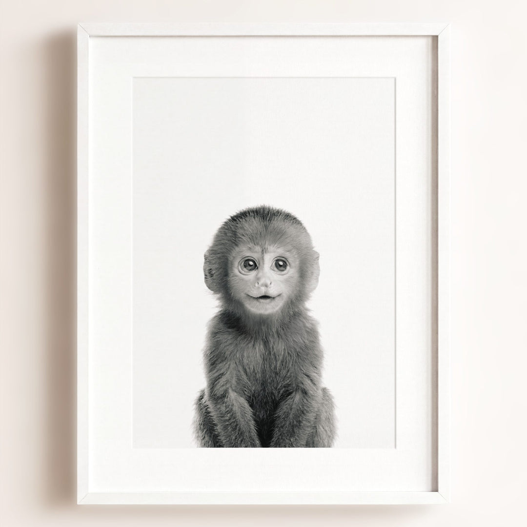 Baby Monkey