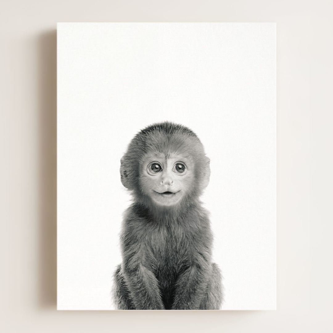 Baby Monkey