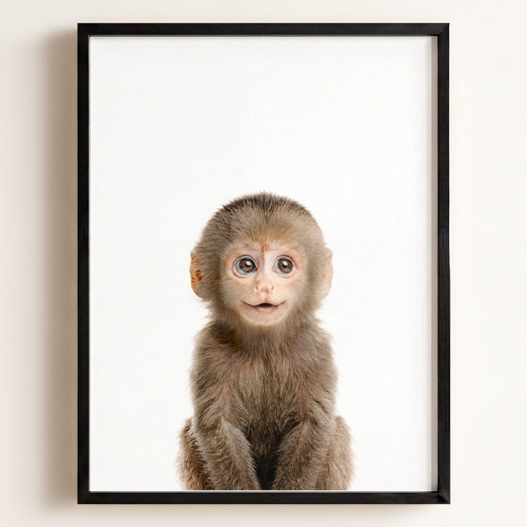 Baby Monkey
