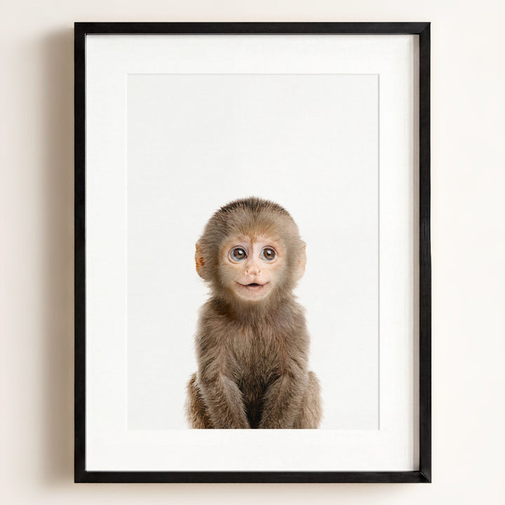 Baby Monkey