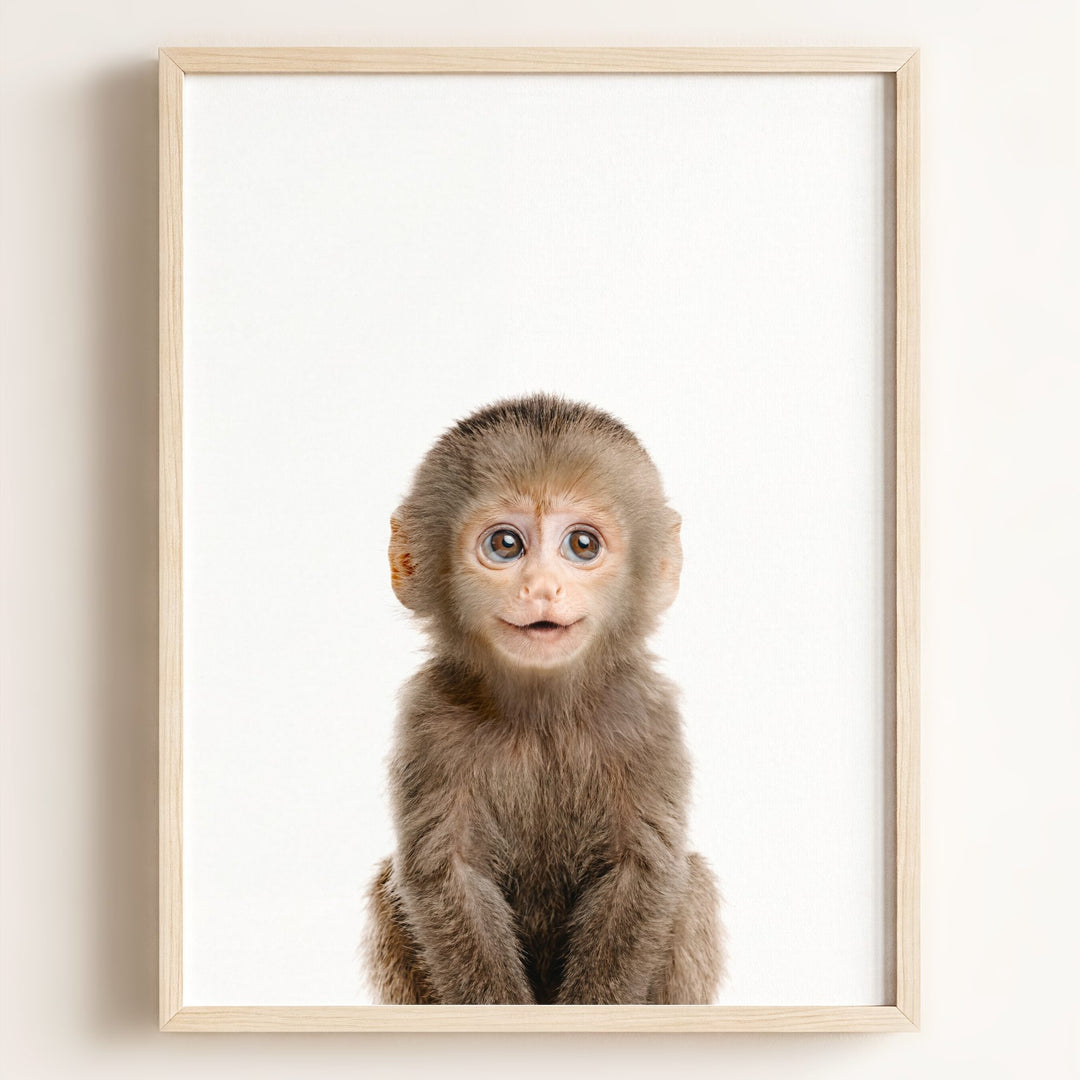 Baby Monkey