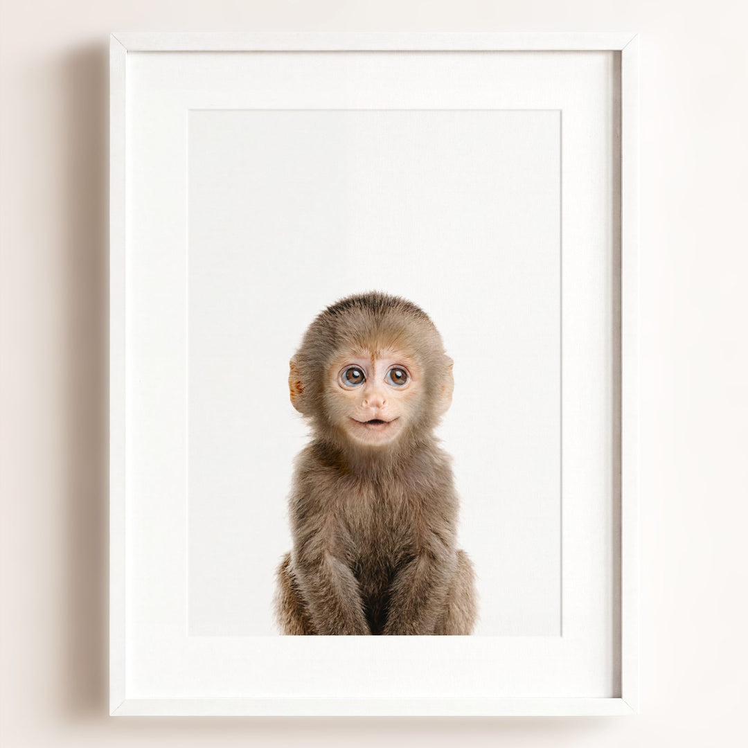 Baby Monkey