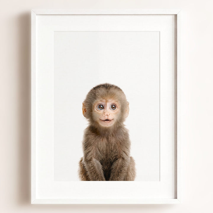 Baby Monkey