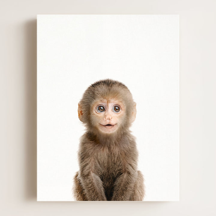 Baby Monkey