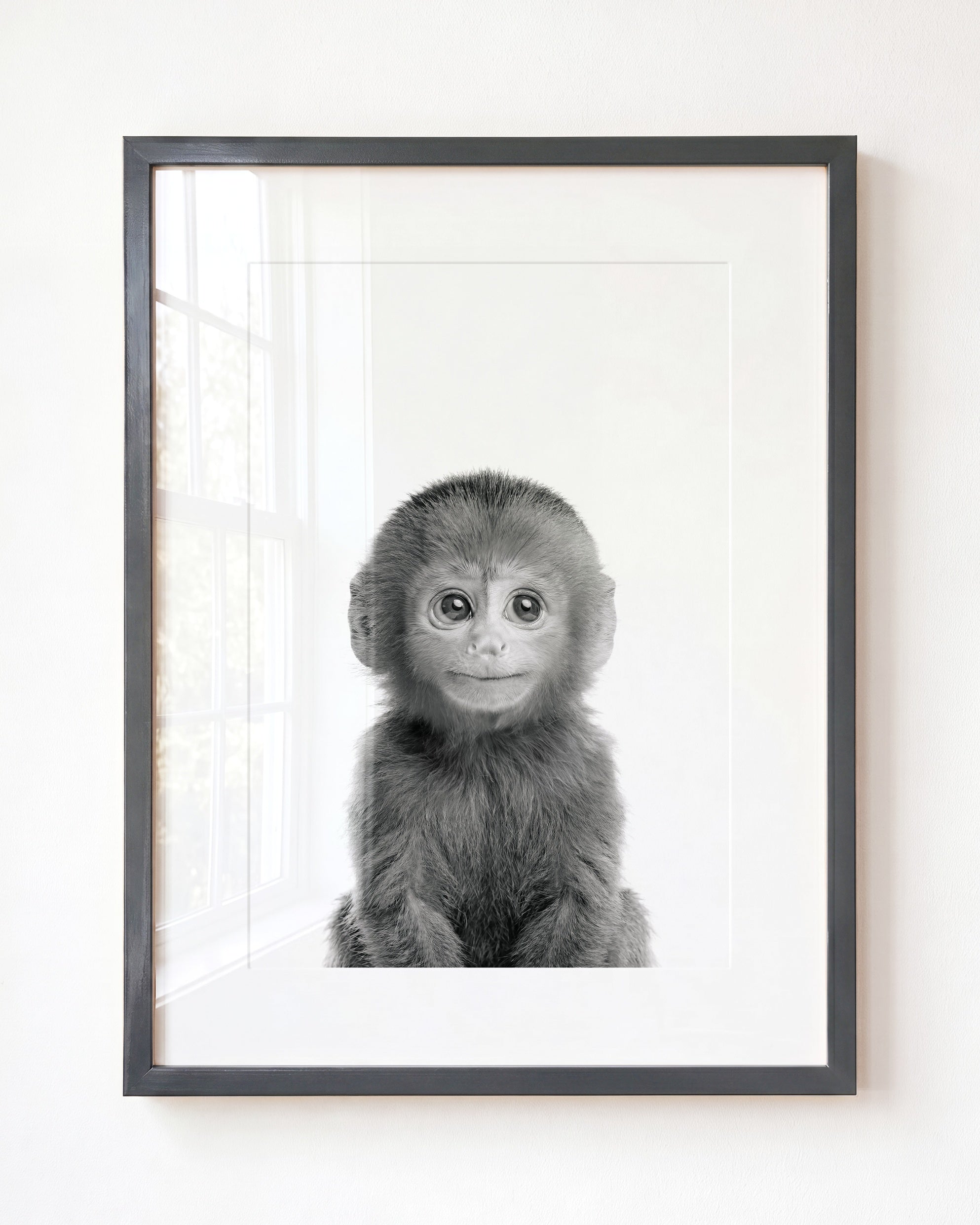 Baby Monkey