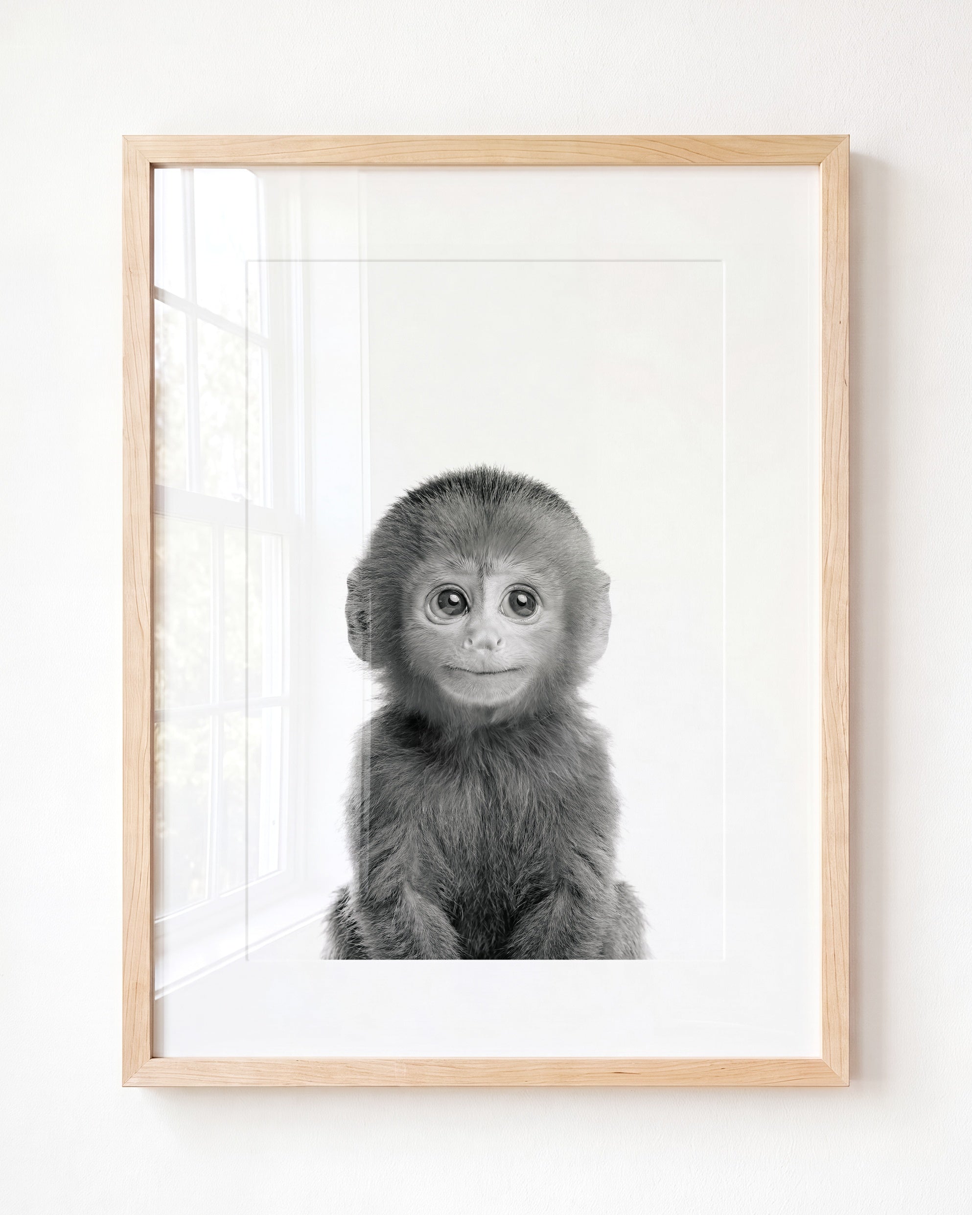Baby Monkey