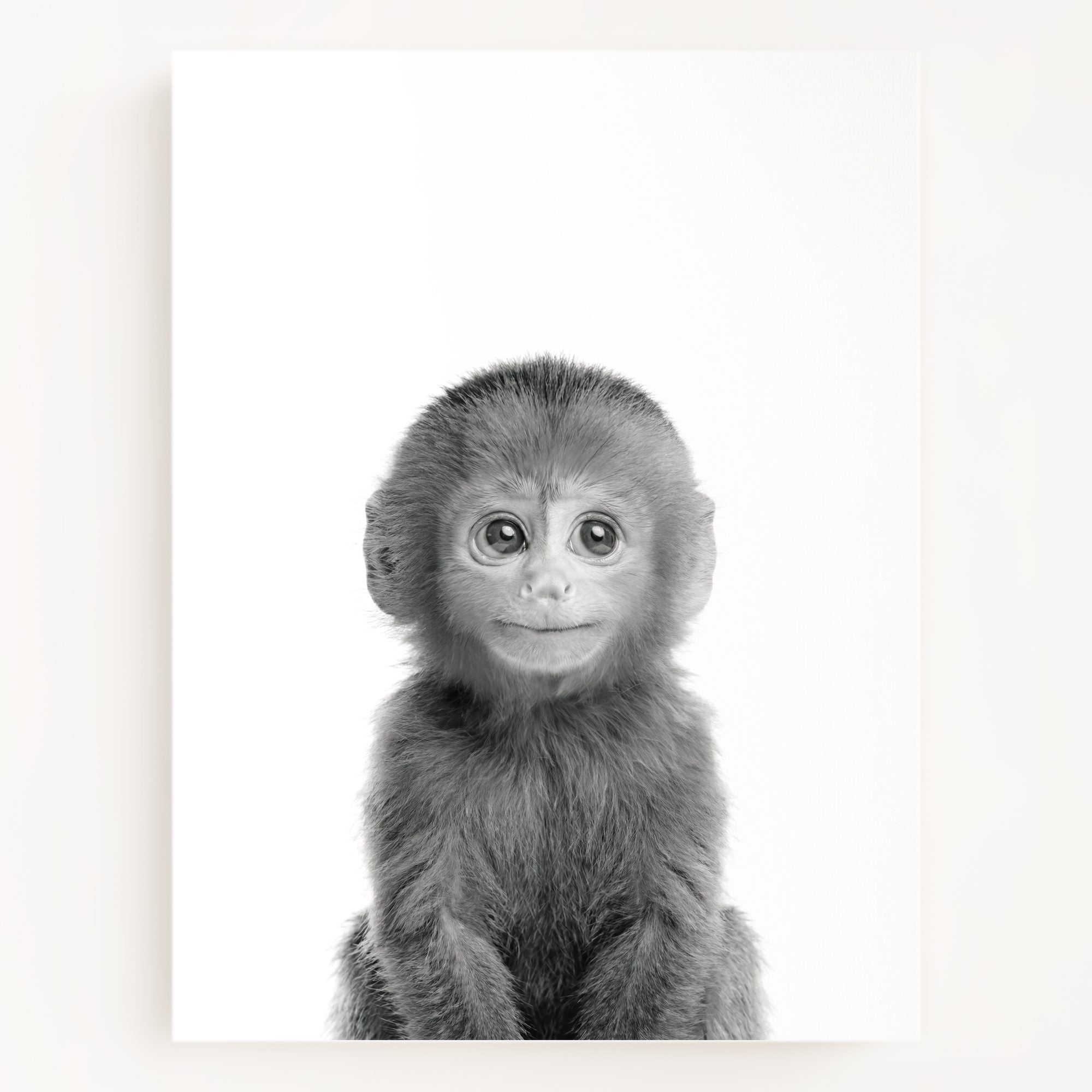 Baby Monkey