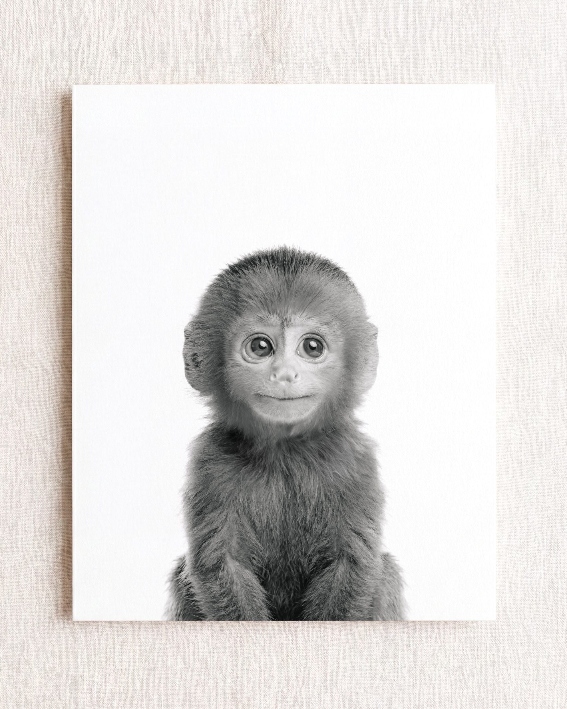 Baby Monkey