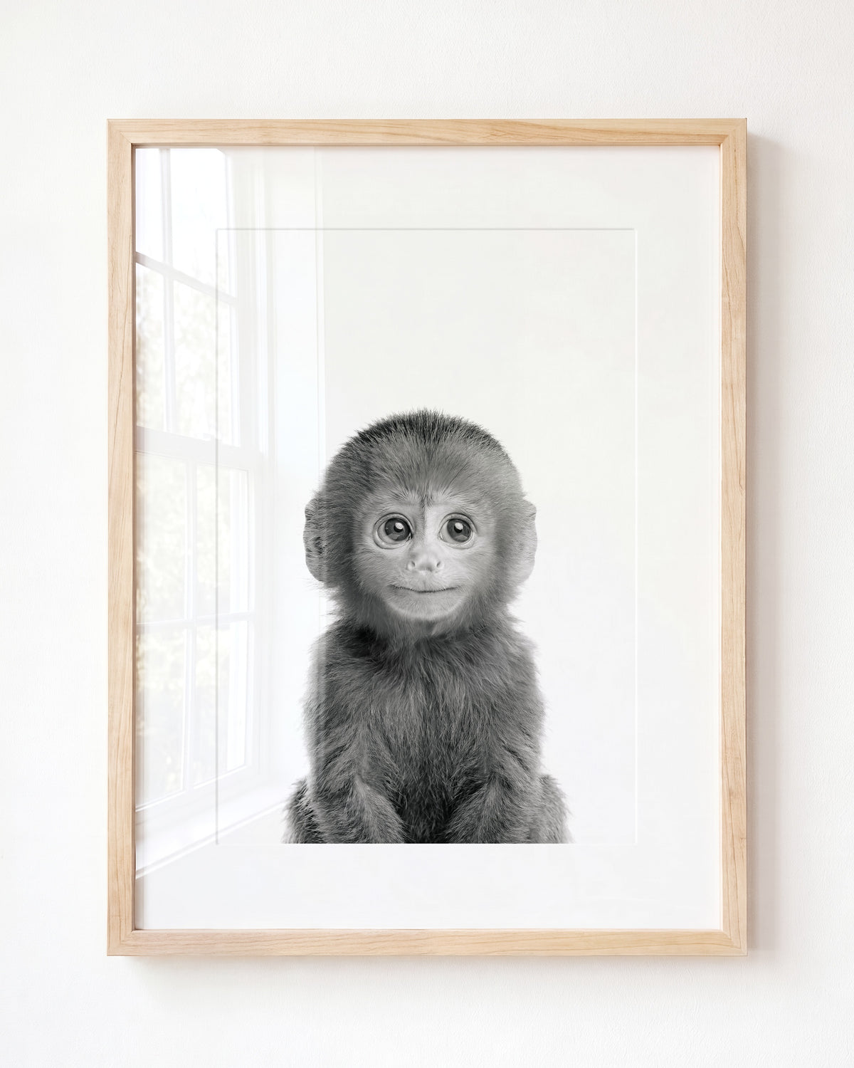 Baby Monkey