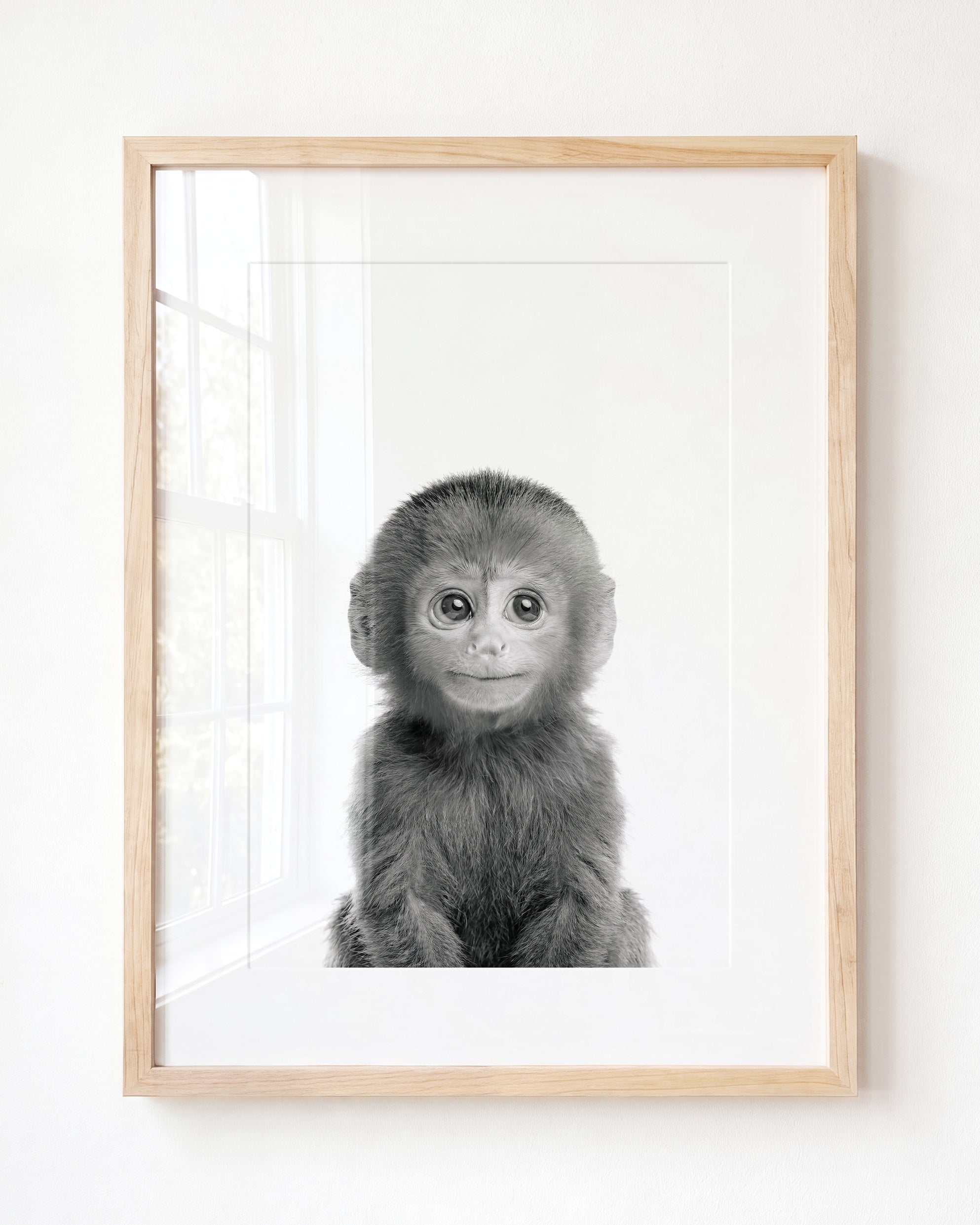 Baby Monkey