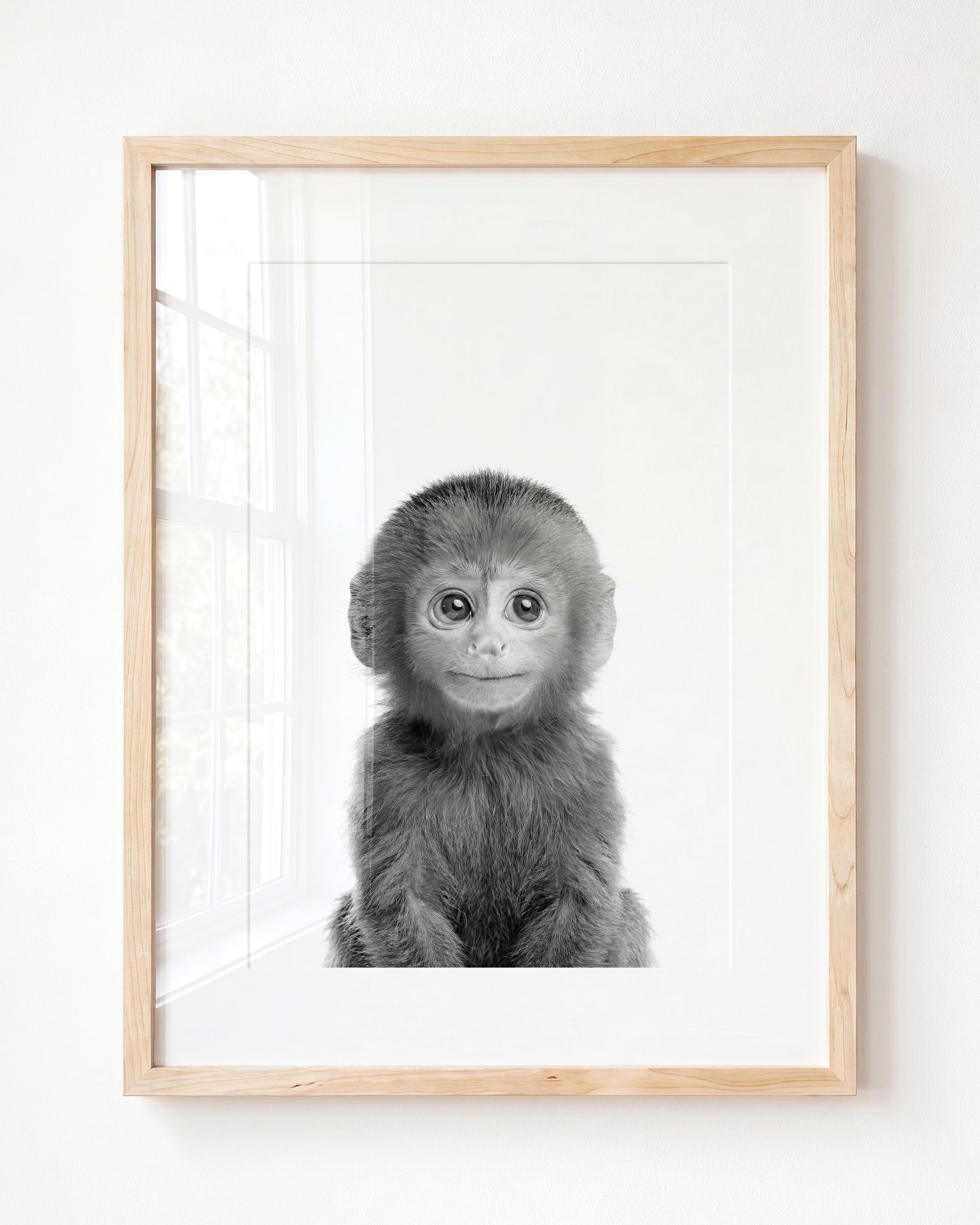 Baby Monkey