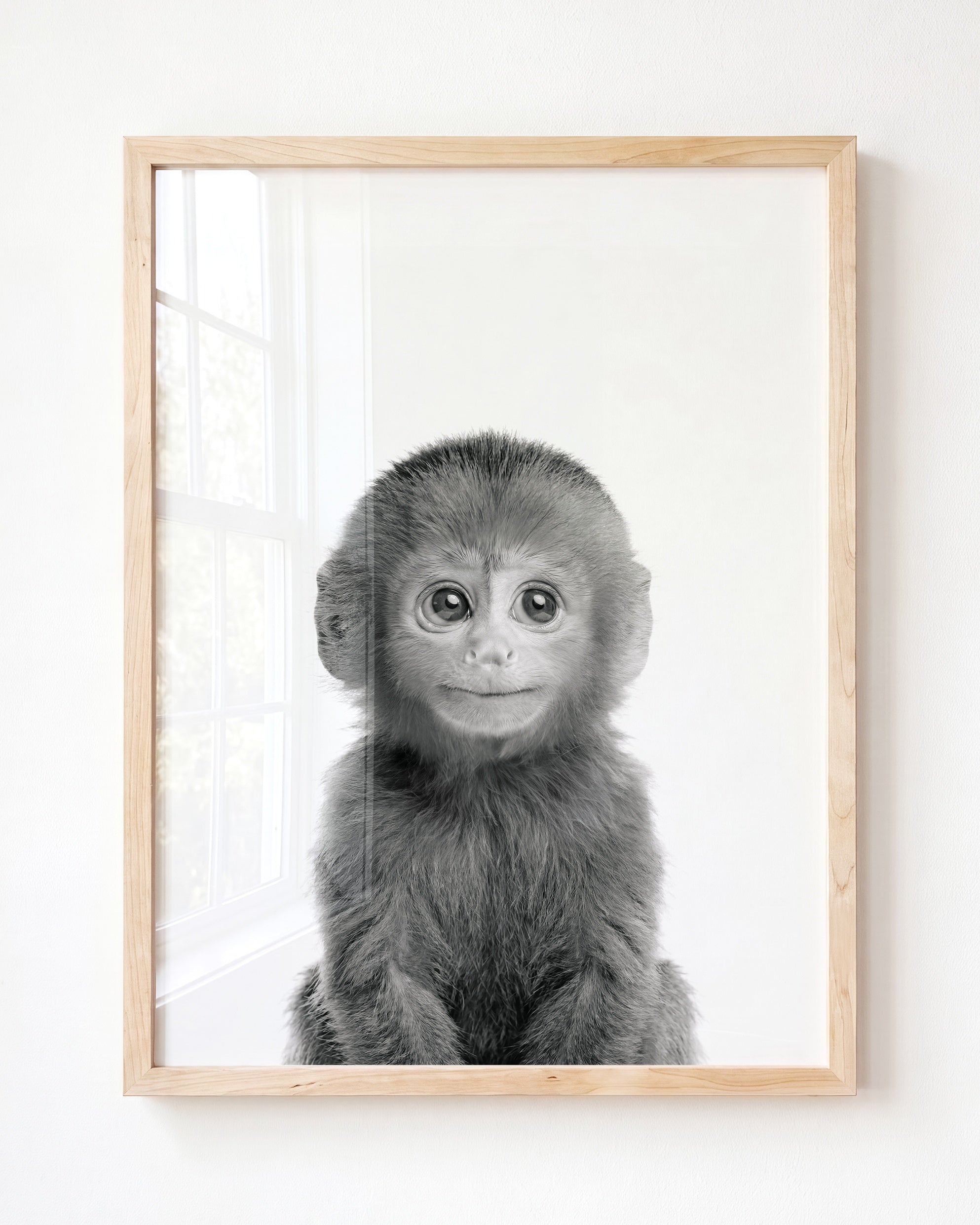 Baby Monkey