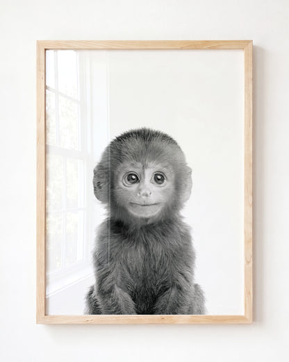Baby Monkey
