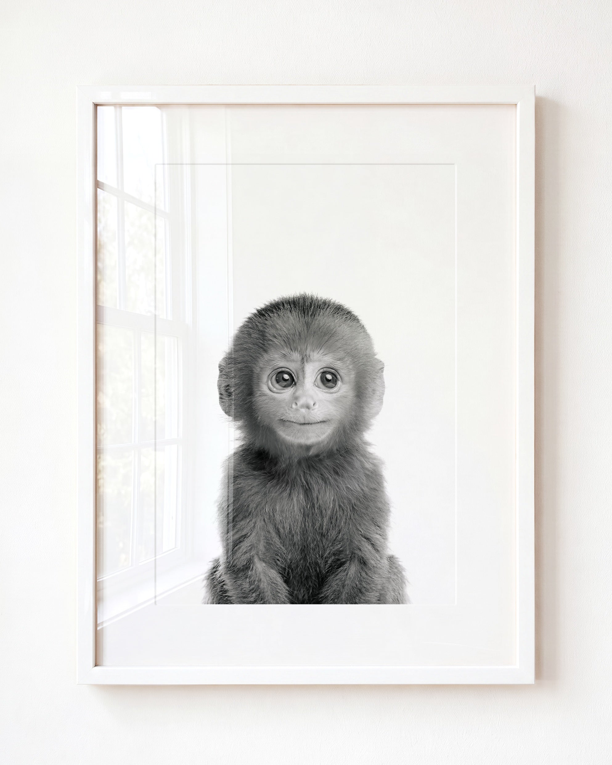 Baby Monkey