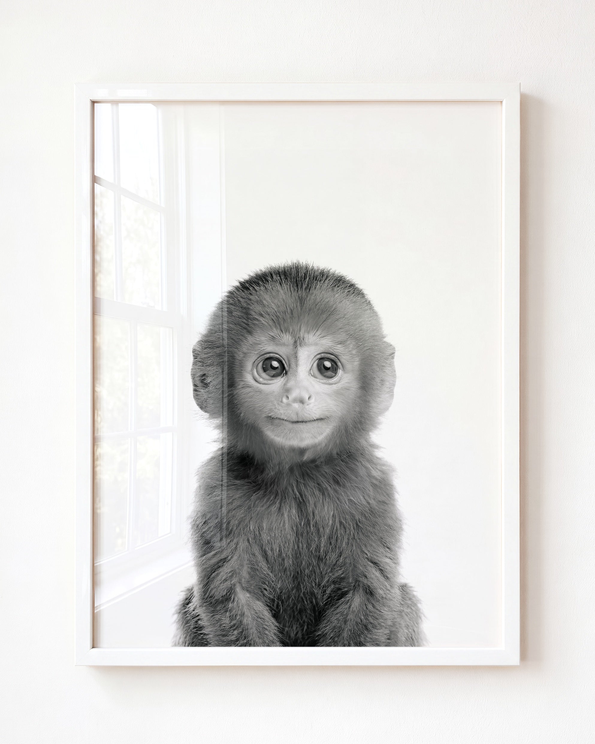 Baby Monkey