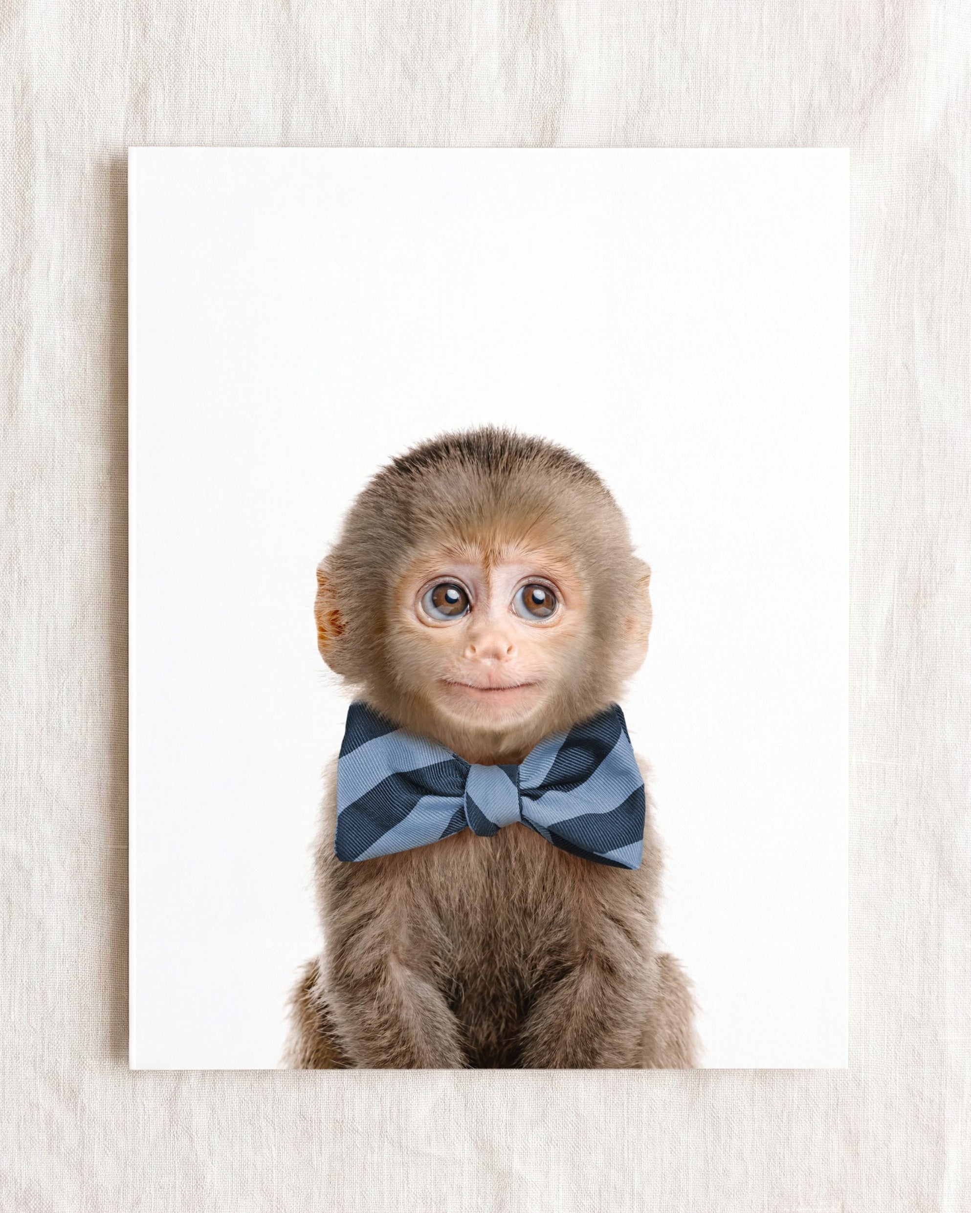 Baby Monkey