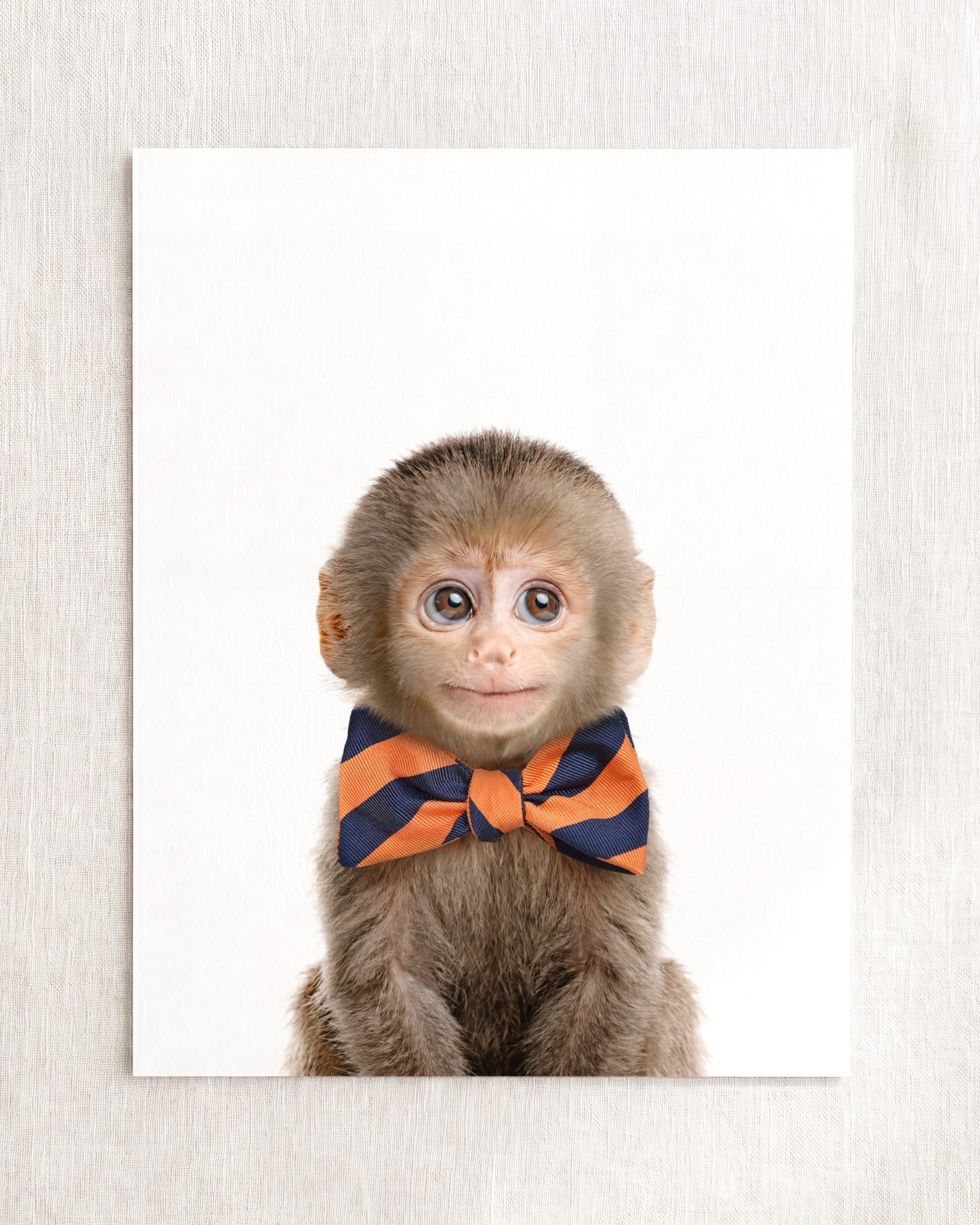 Baby Monkey
