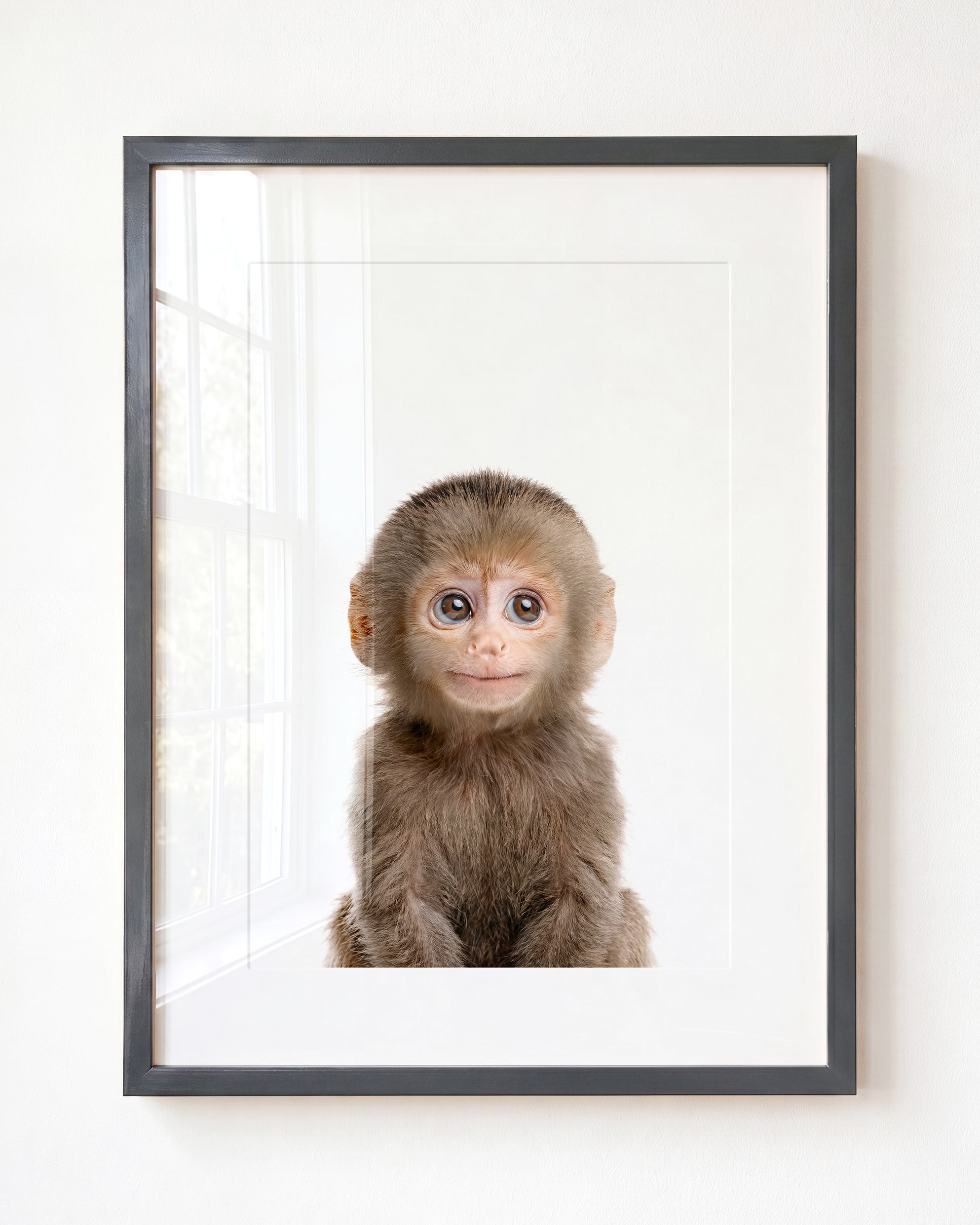 Baby Monkey
