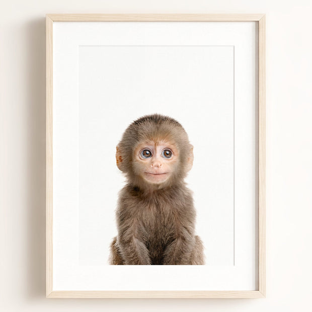 Baby Monkey
